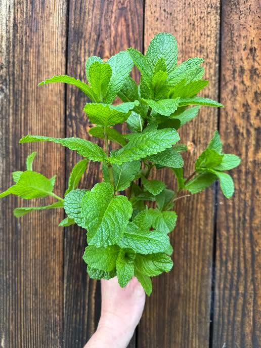 MENTHA spicata Kentucky Colonel