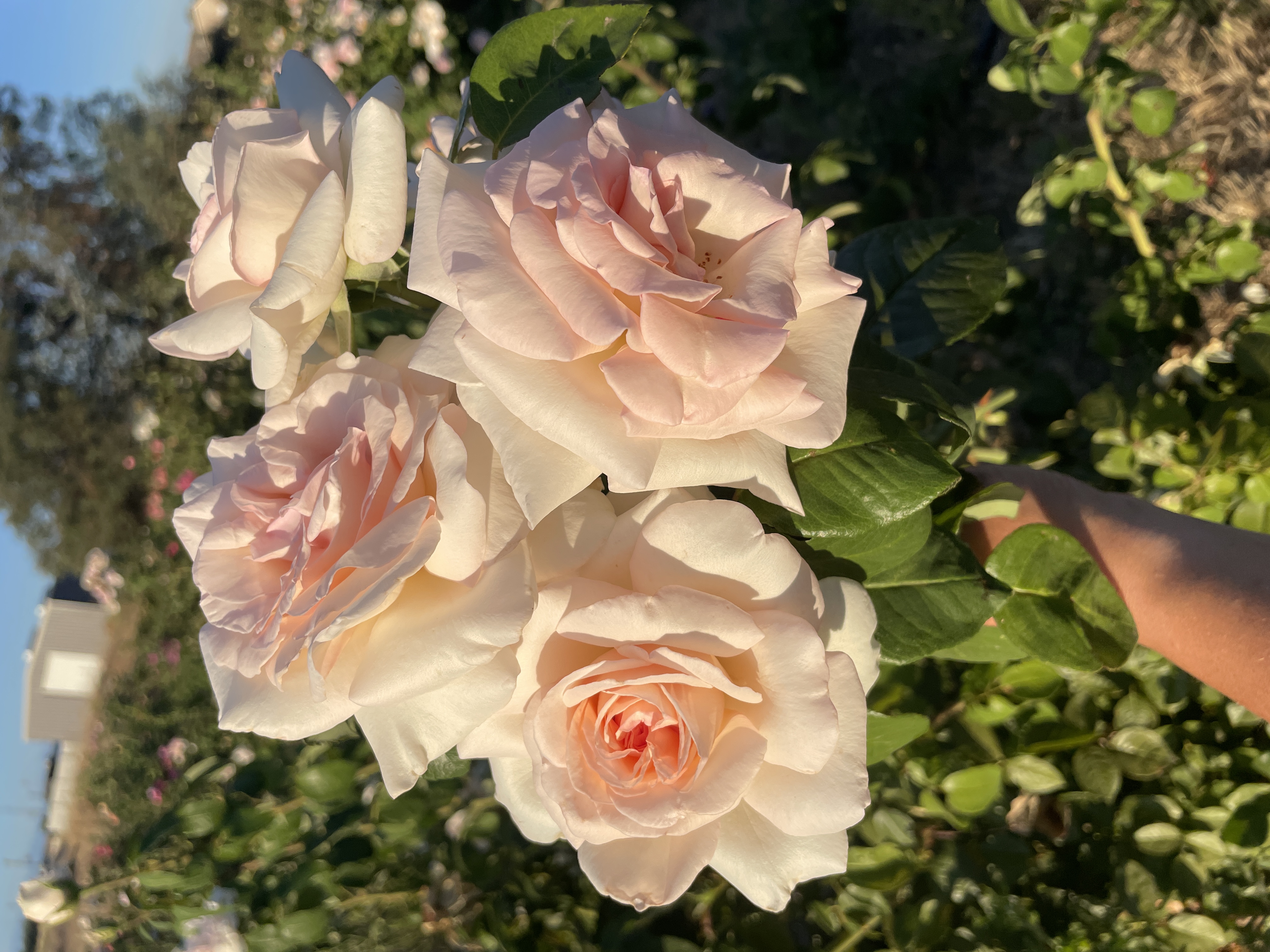 ROSA hybrida Francis Meilland