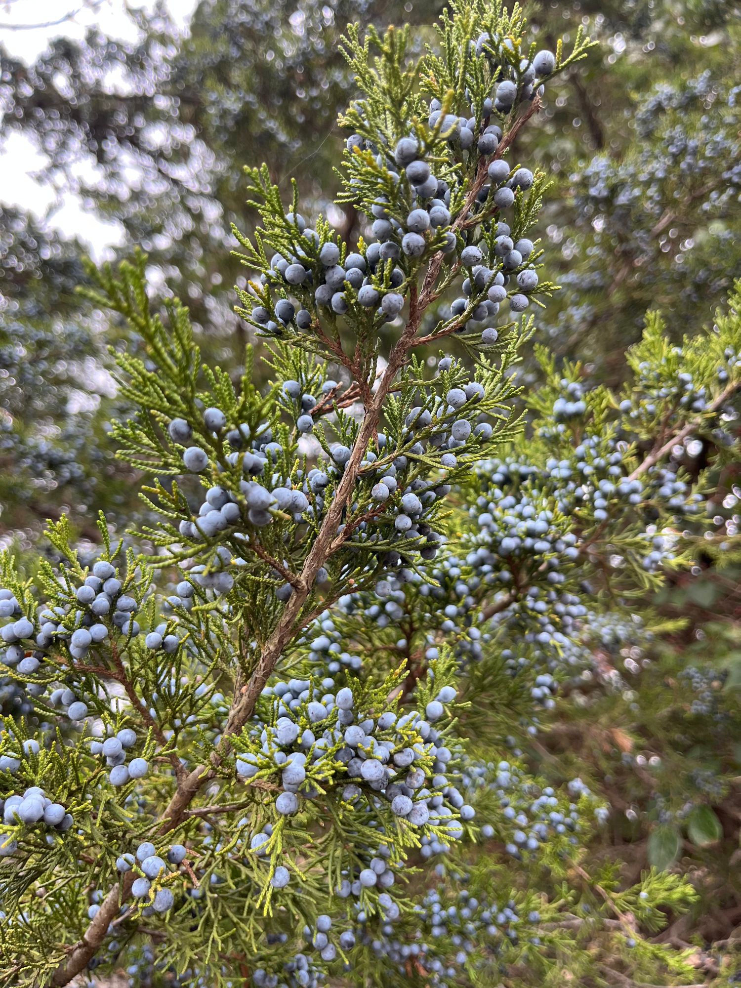 JUNIPERUS virginiana