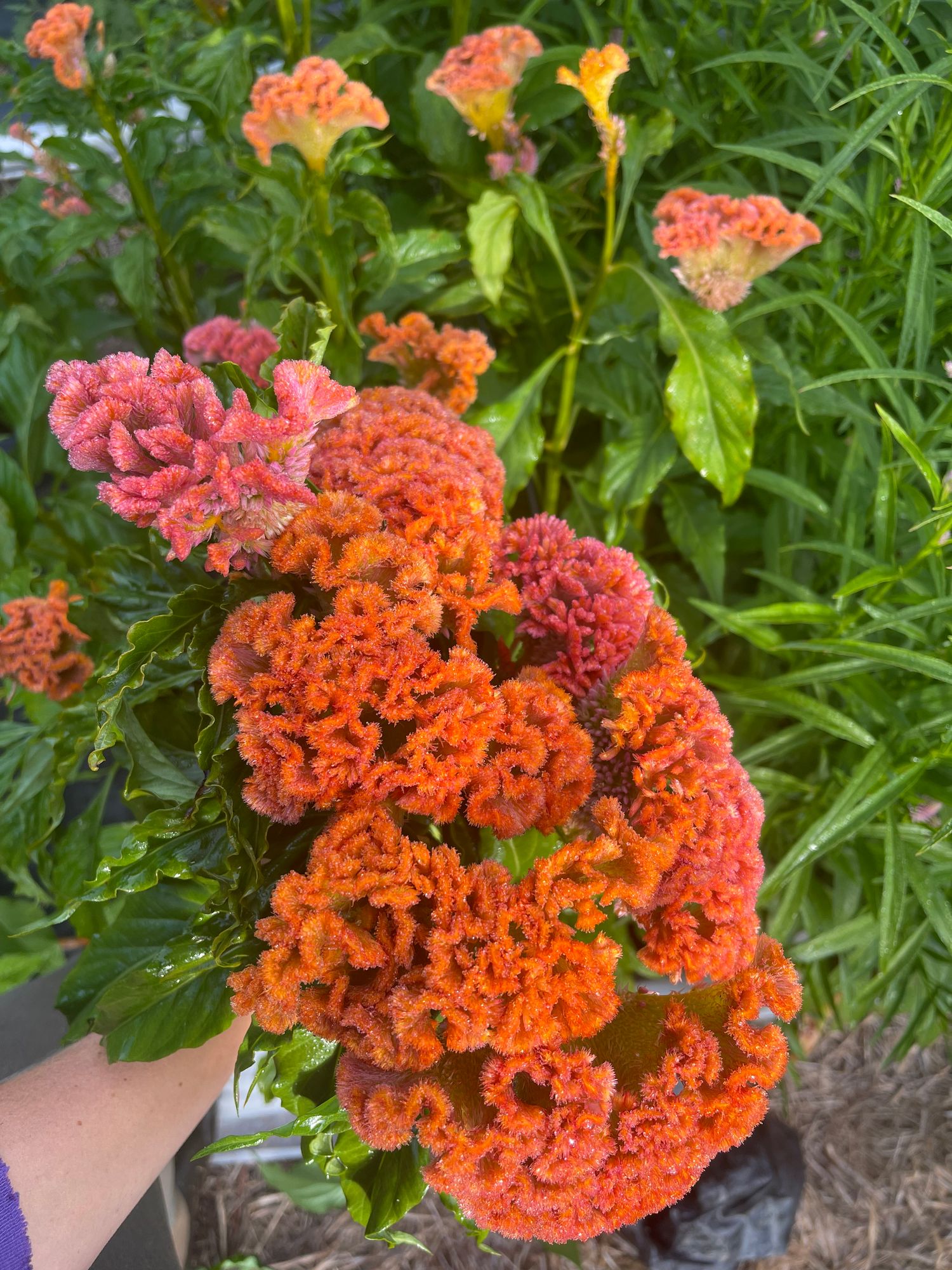 CELOSIA argentea var. cristata Act