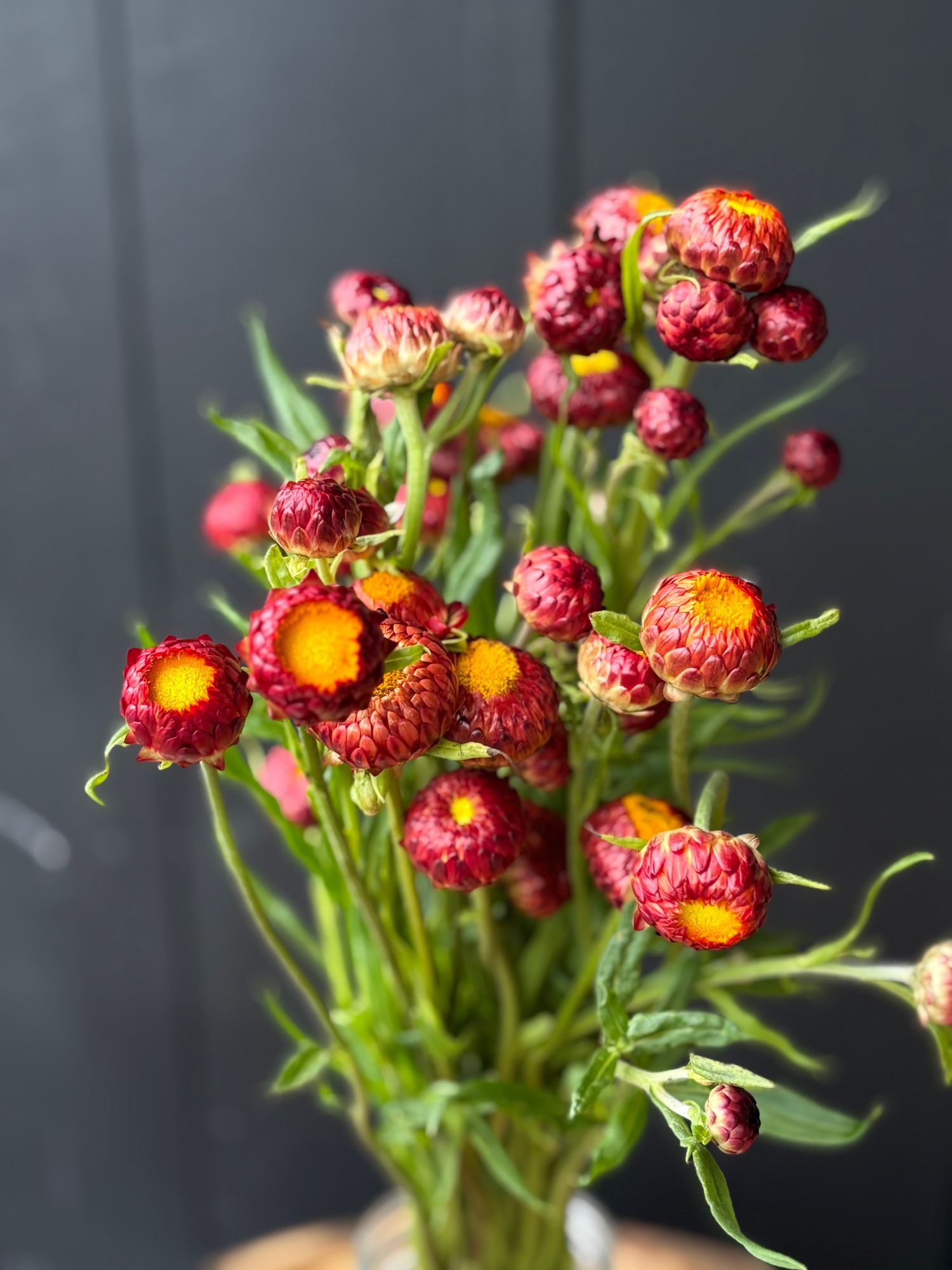 XEROCHRYSUM bracteatum Copper Red