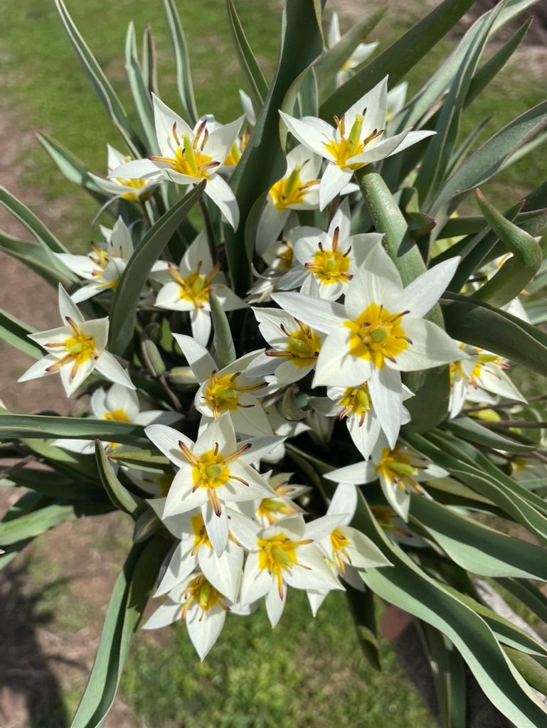 TULIPA turkestancia