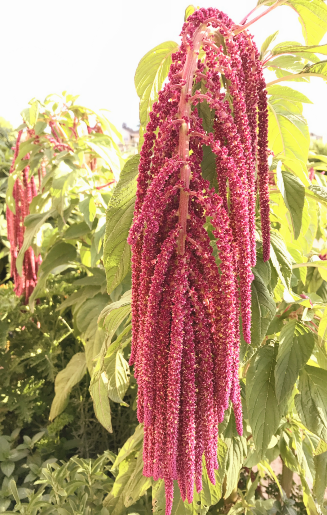 AMARANTHUS caudatus Love-Lies-Bleeding