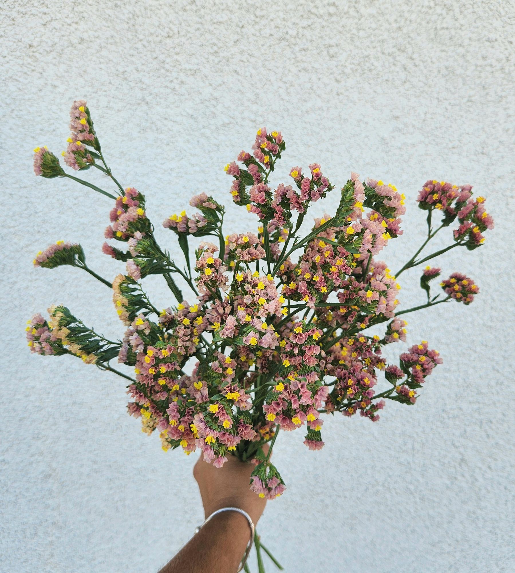 LIMONIUM sinuatum Apricot Beauty
