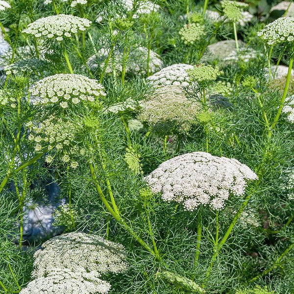 AMMI visnaga Green Mist