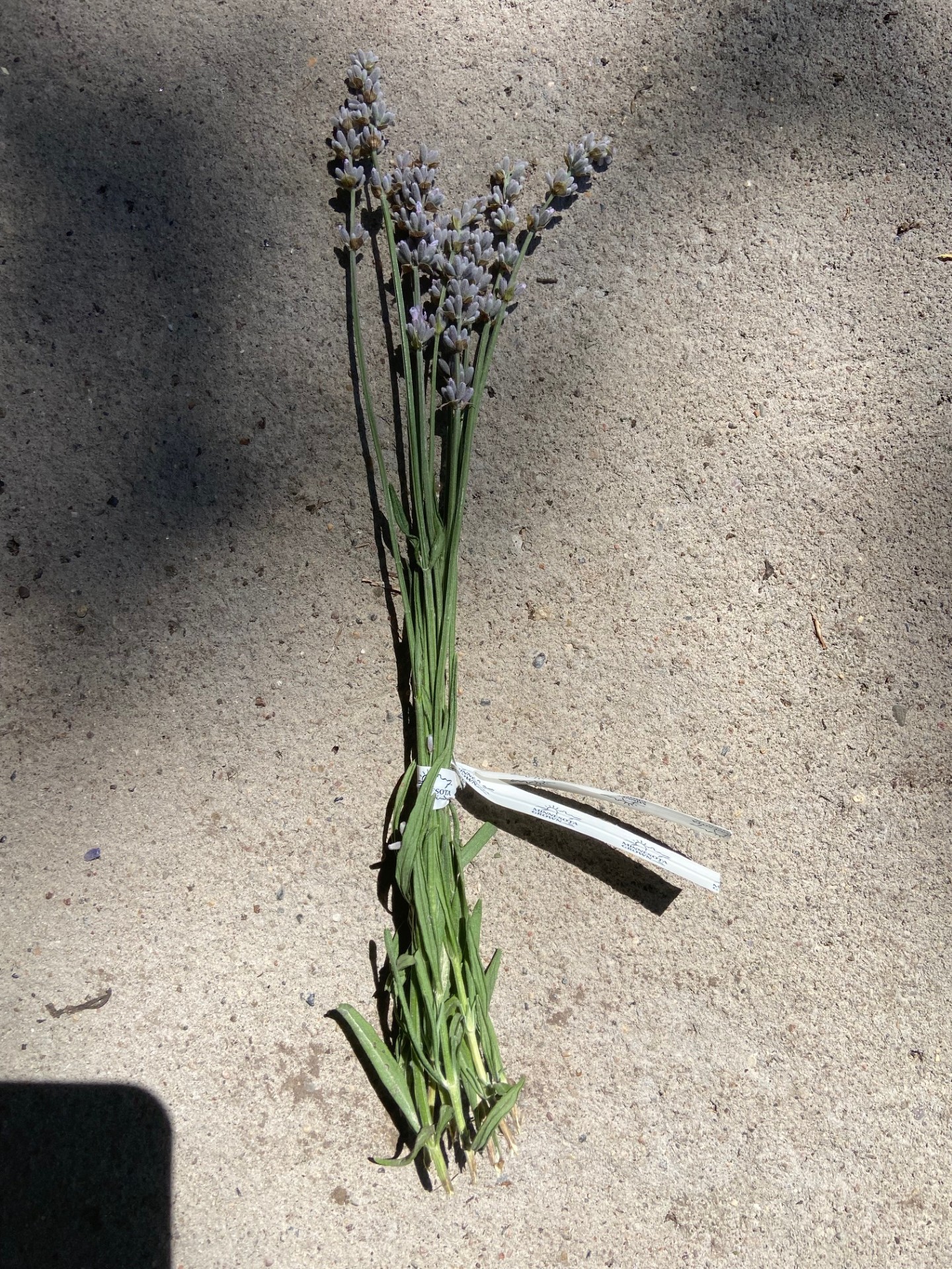 LAVENDULA angustifolia Miss Katherine