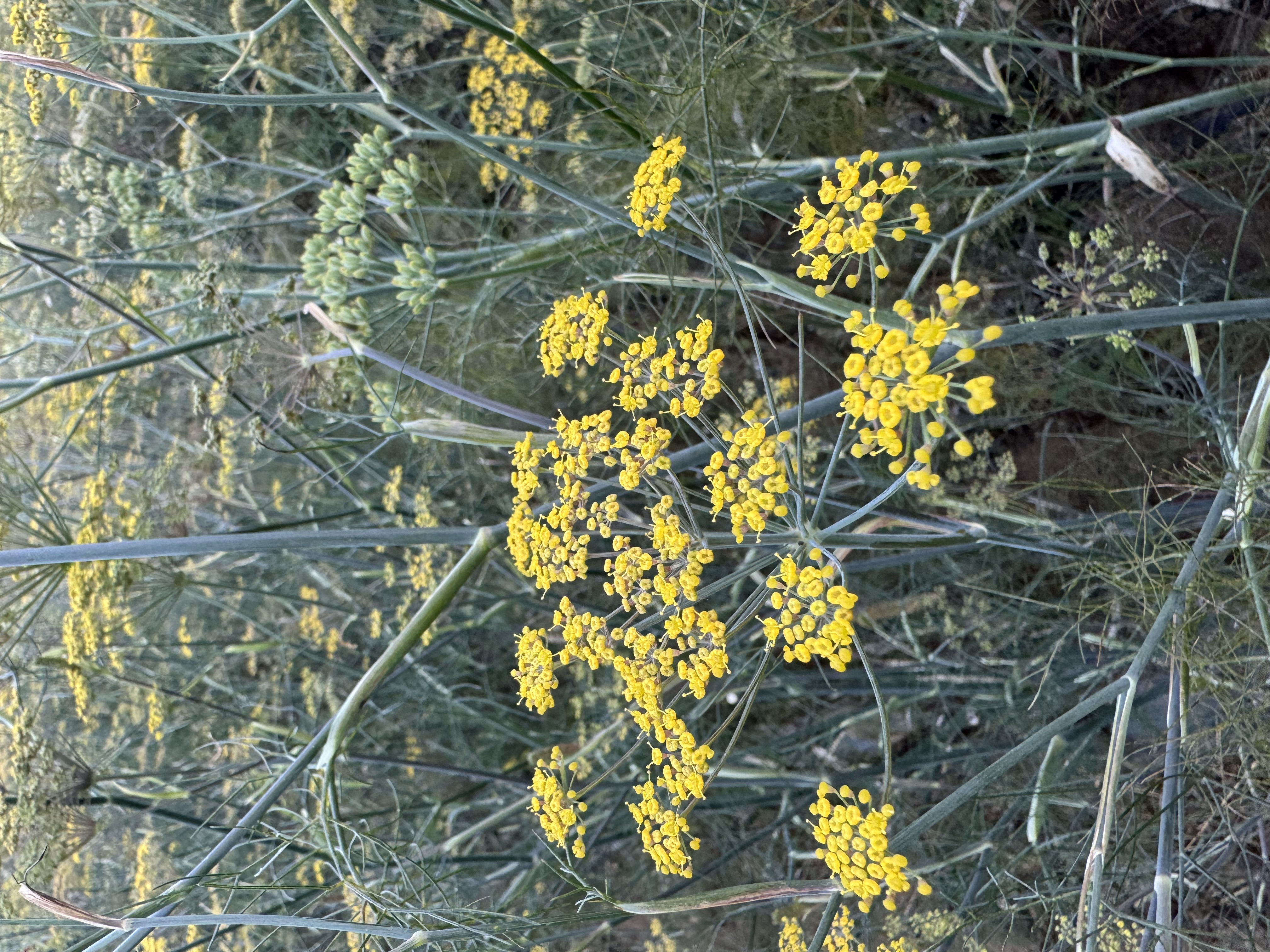 FOENICULUM vulgare