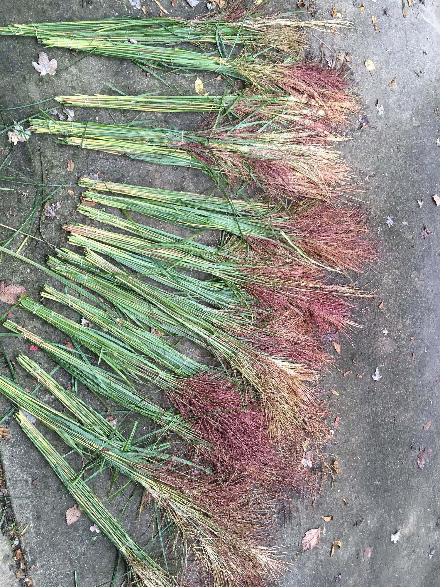 MISCANTHUS oligostachyus