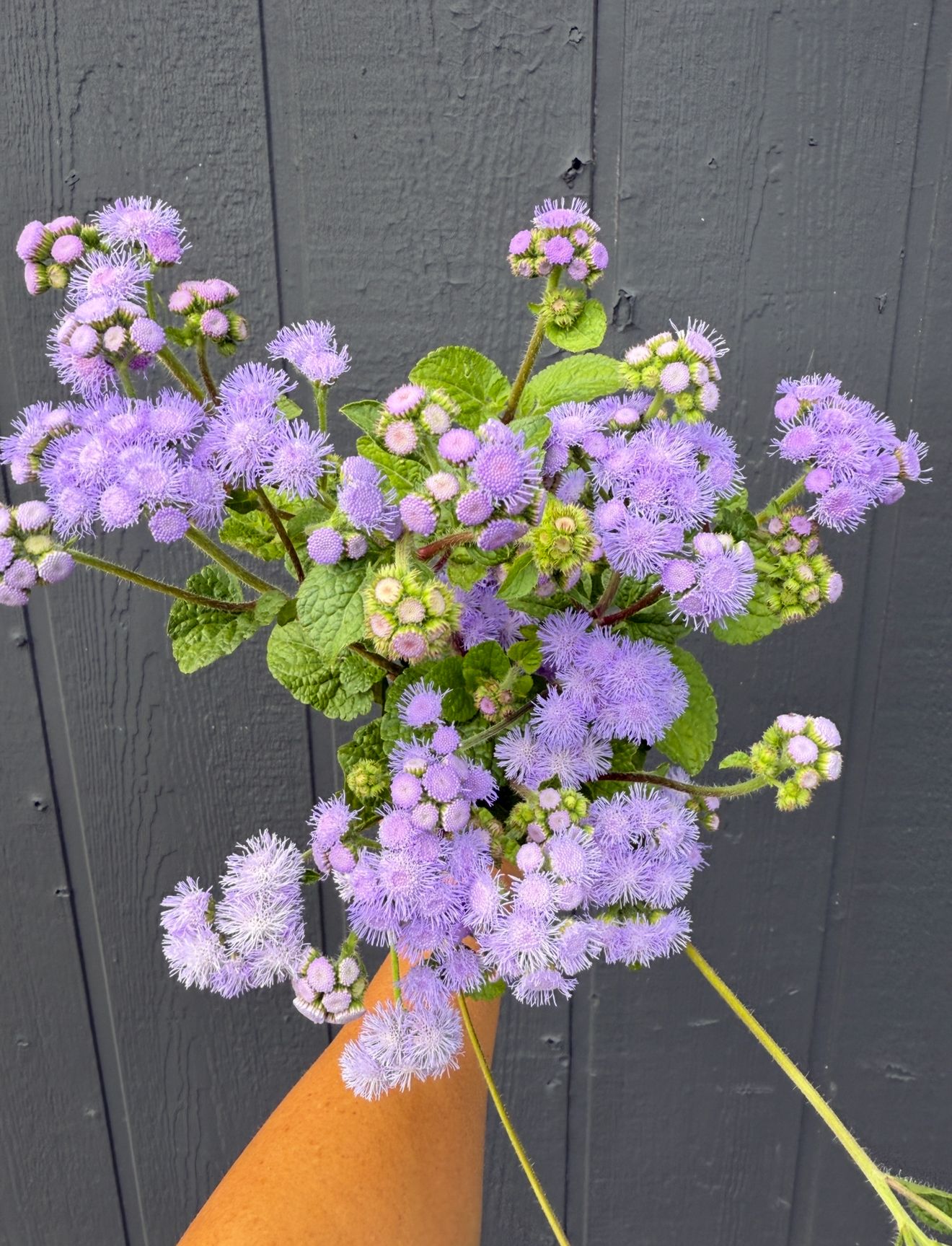 AGERATUM houstonianum Blue Horizon