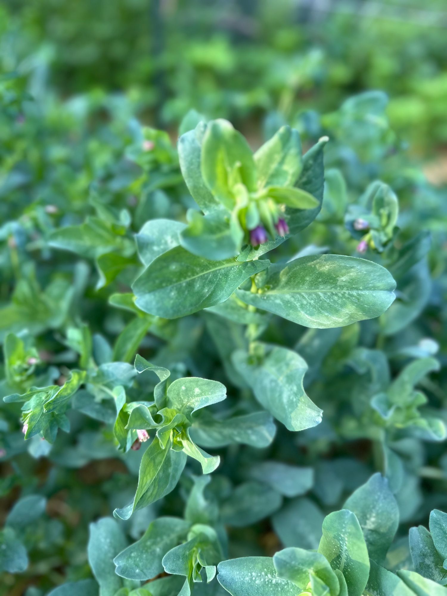 CERINTHE glabra