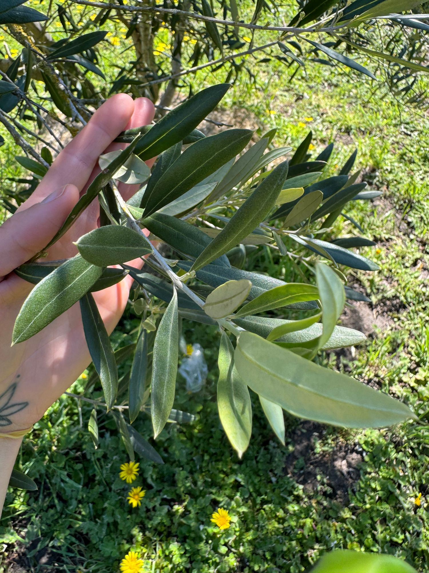 OLEA europaea