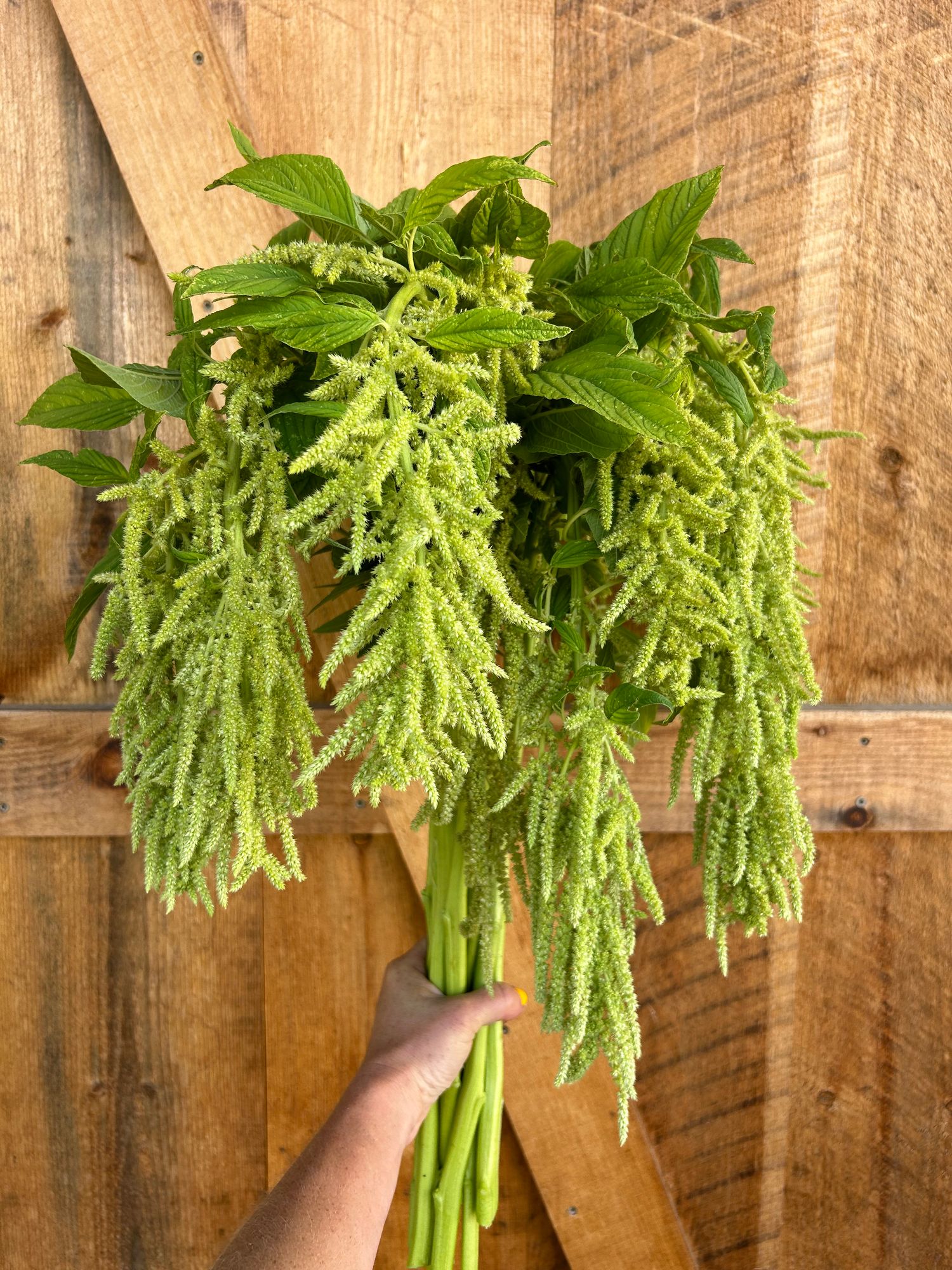 AMARANTHUS caudatus Green Cascade