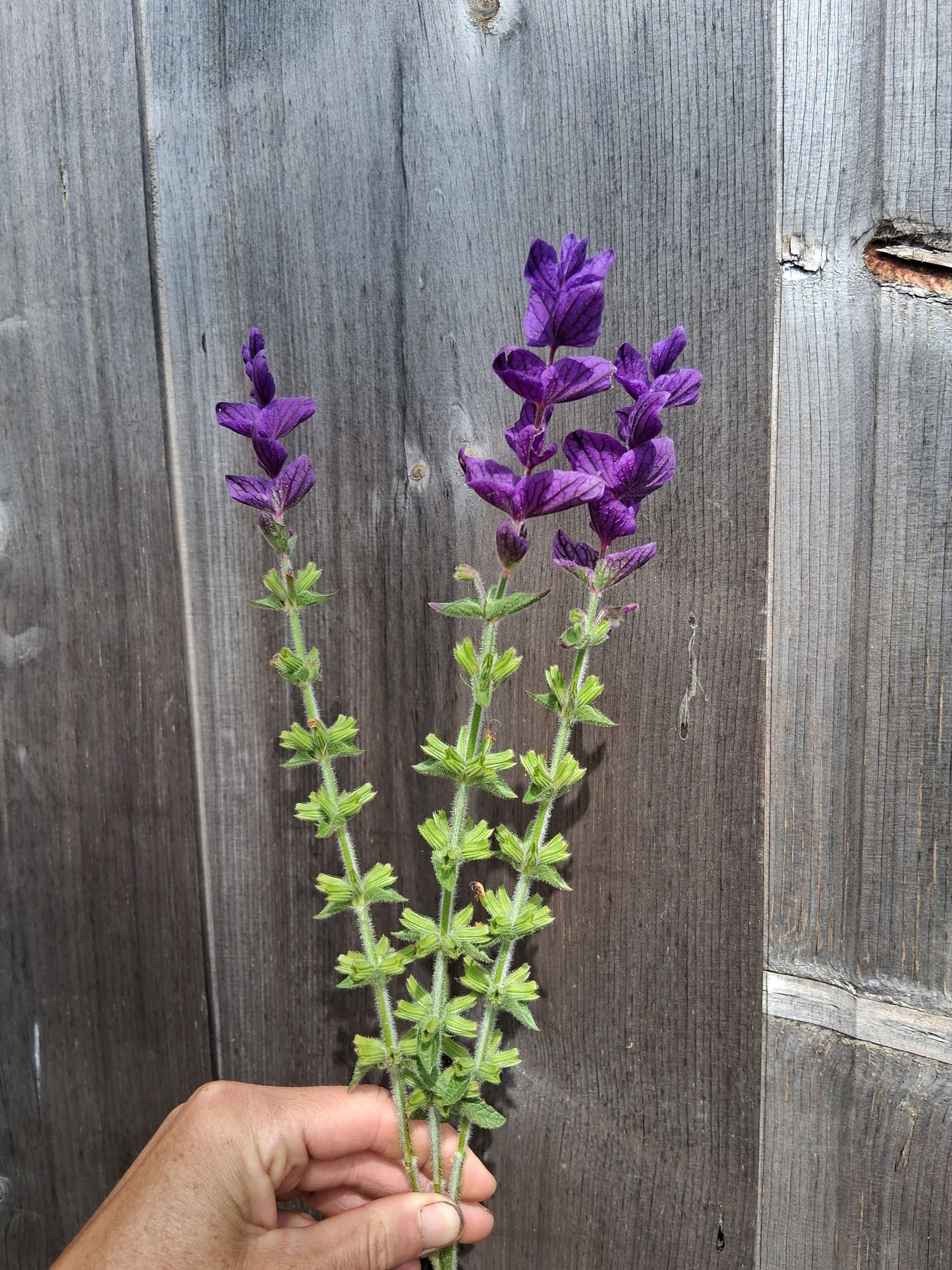 SALVIA officinalis Tricolor