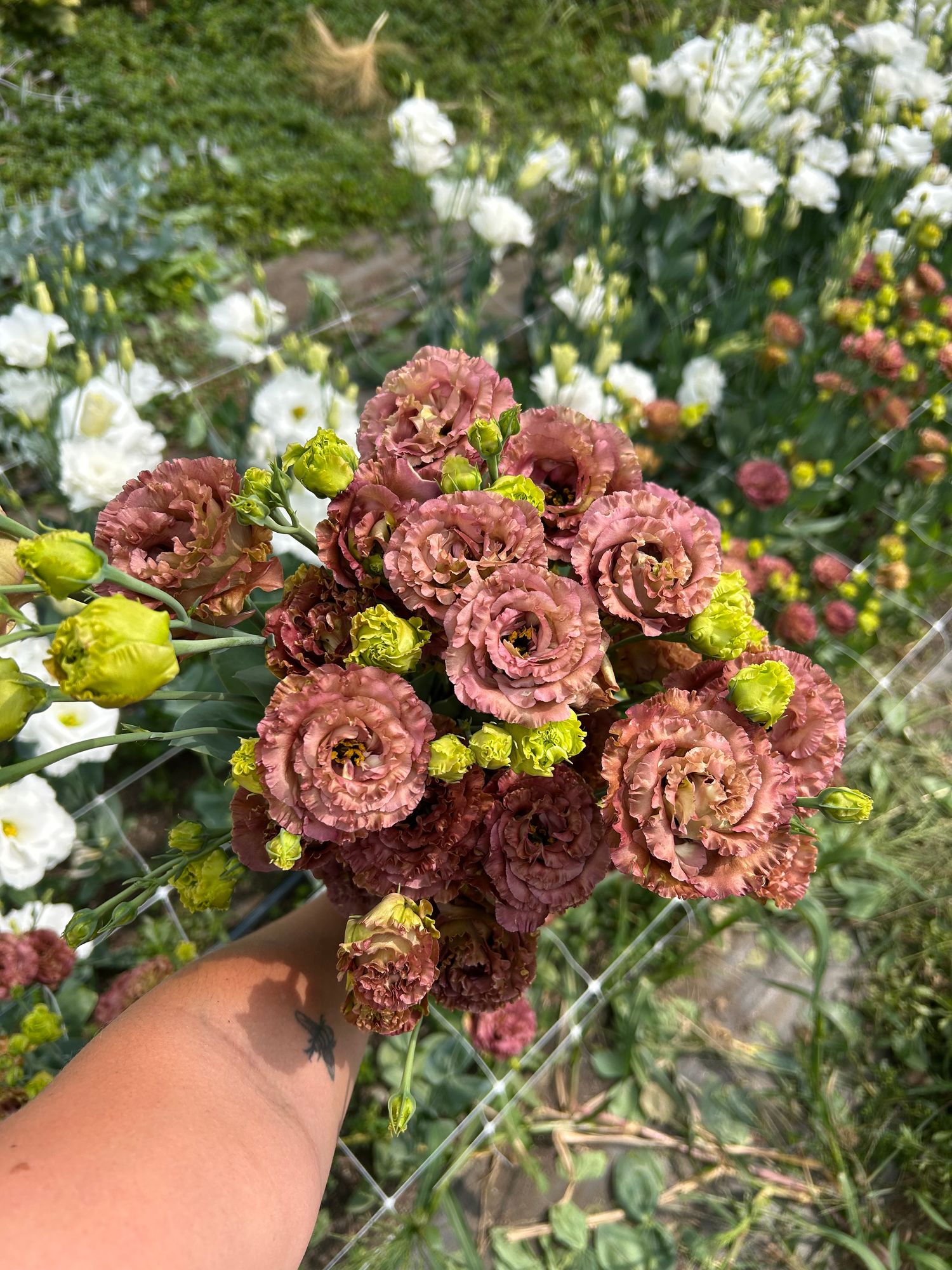 EUSTOMA grandiflorum Rosanne Terracotta