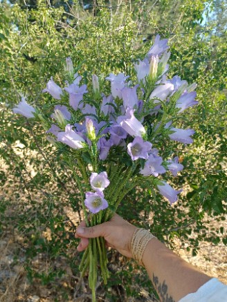 CAMPANULA medium Champion Lavender