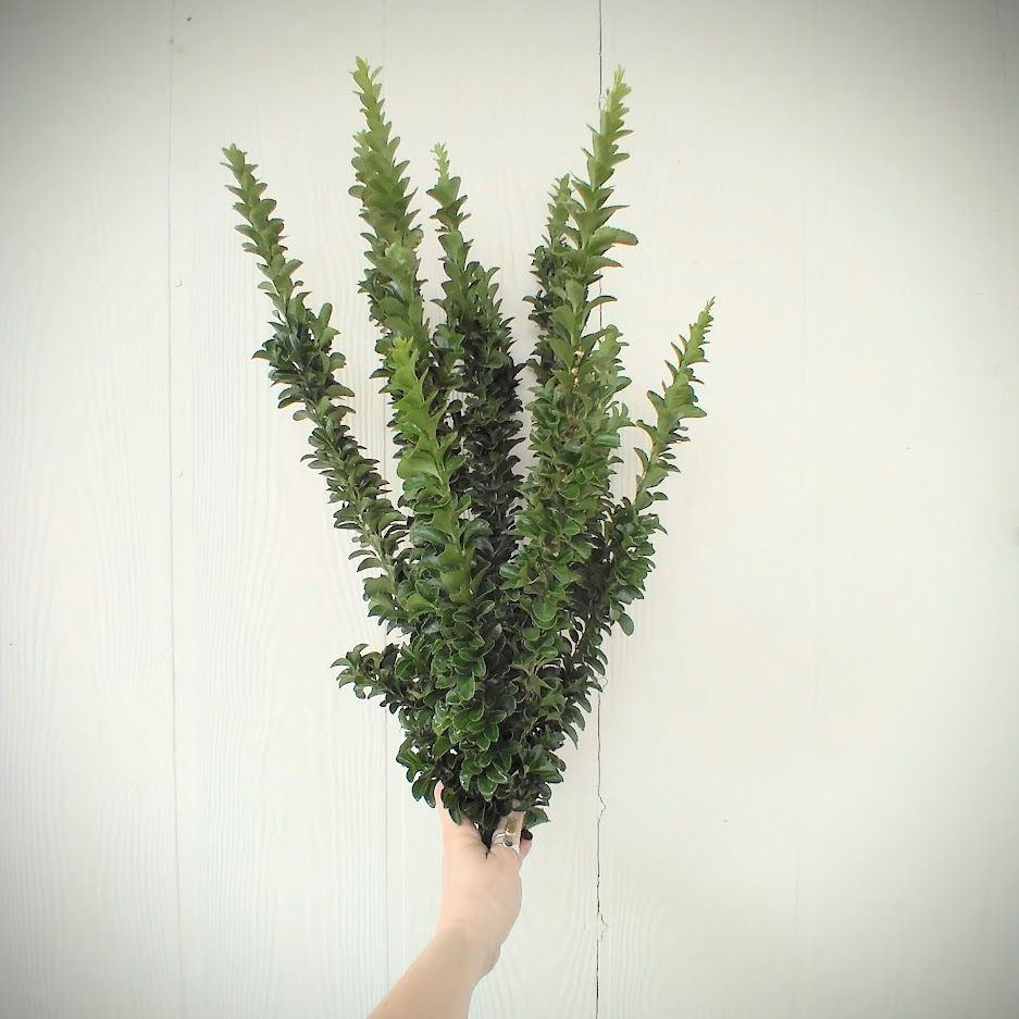 BUXUS