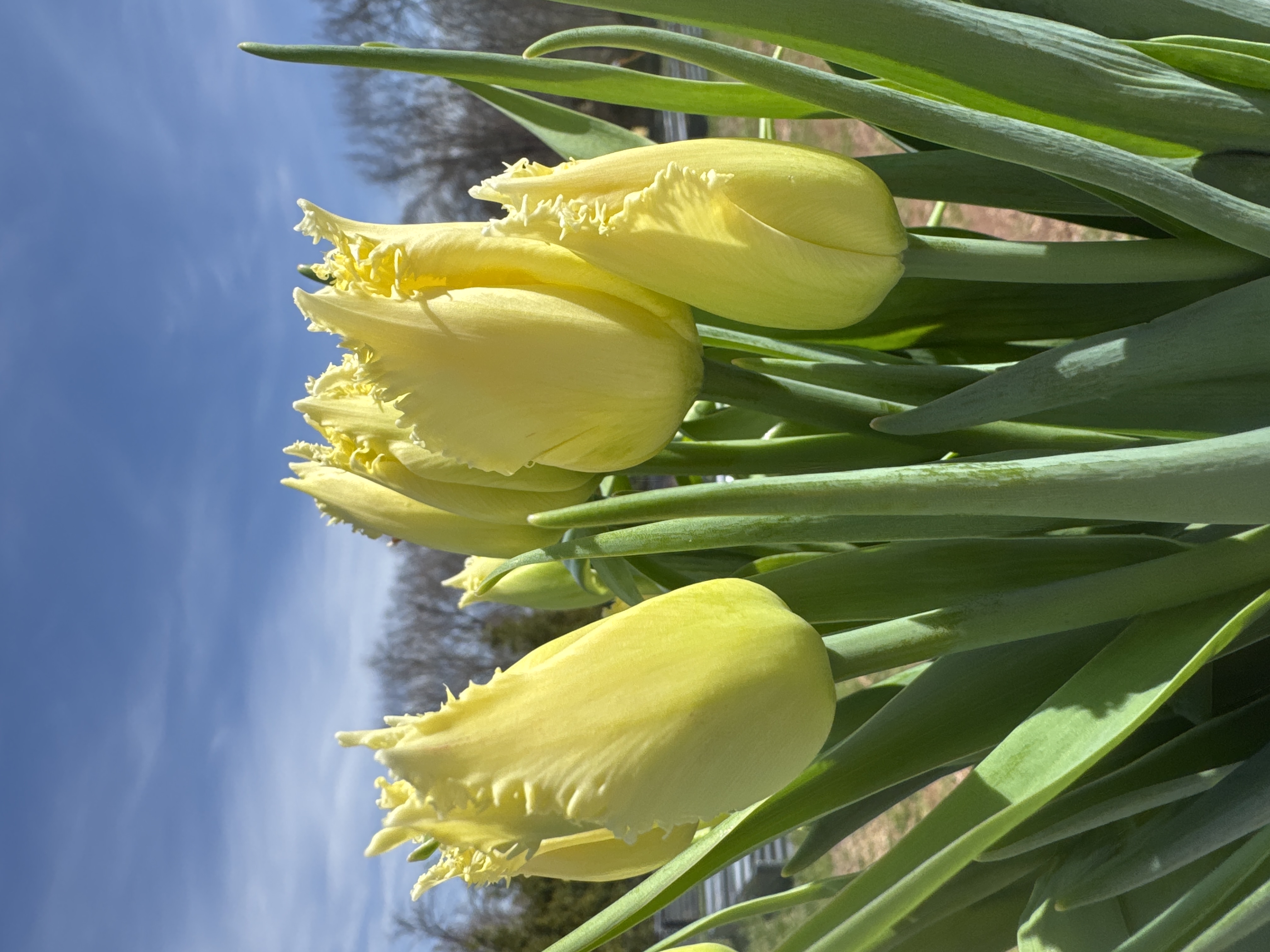 TULIPA