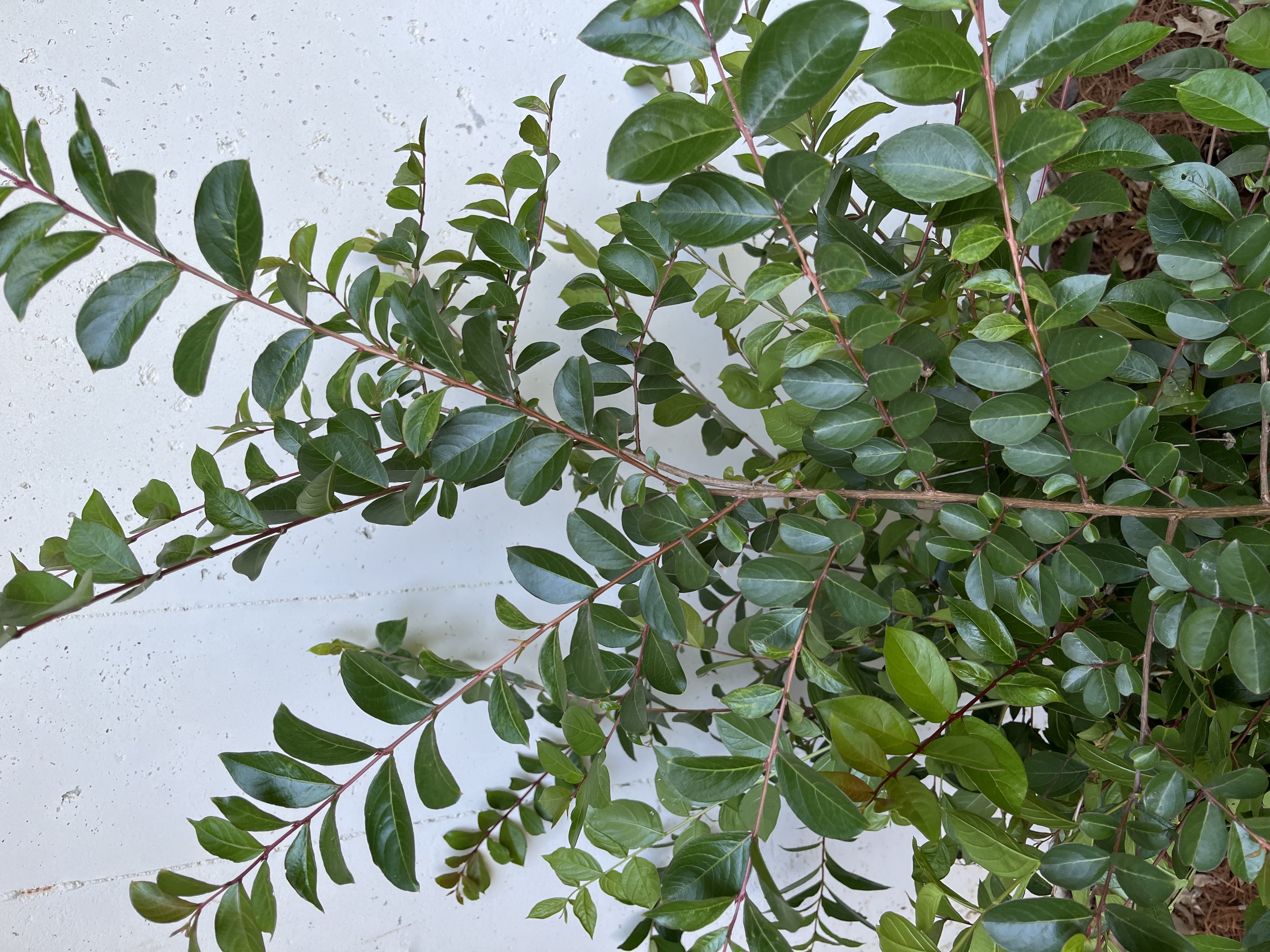 LAGERSTROEMIA indica