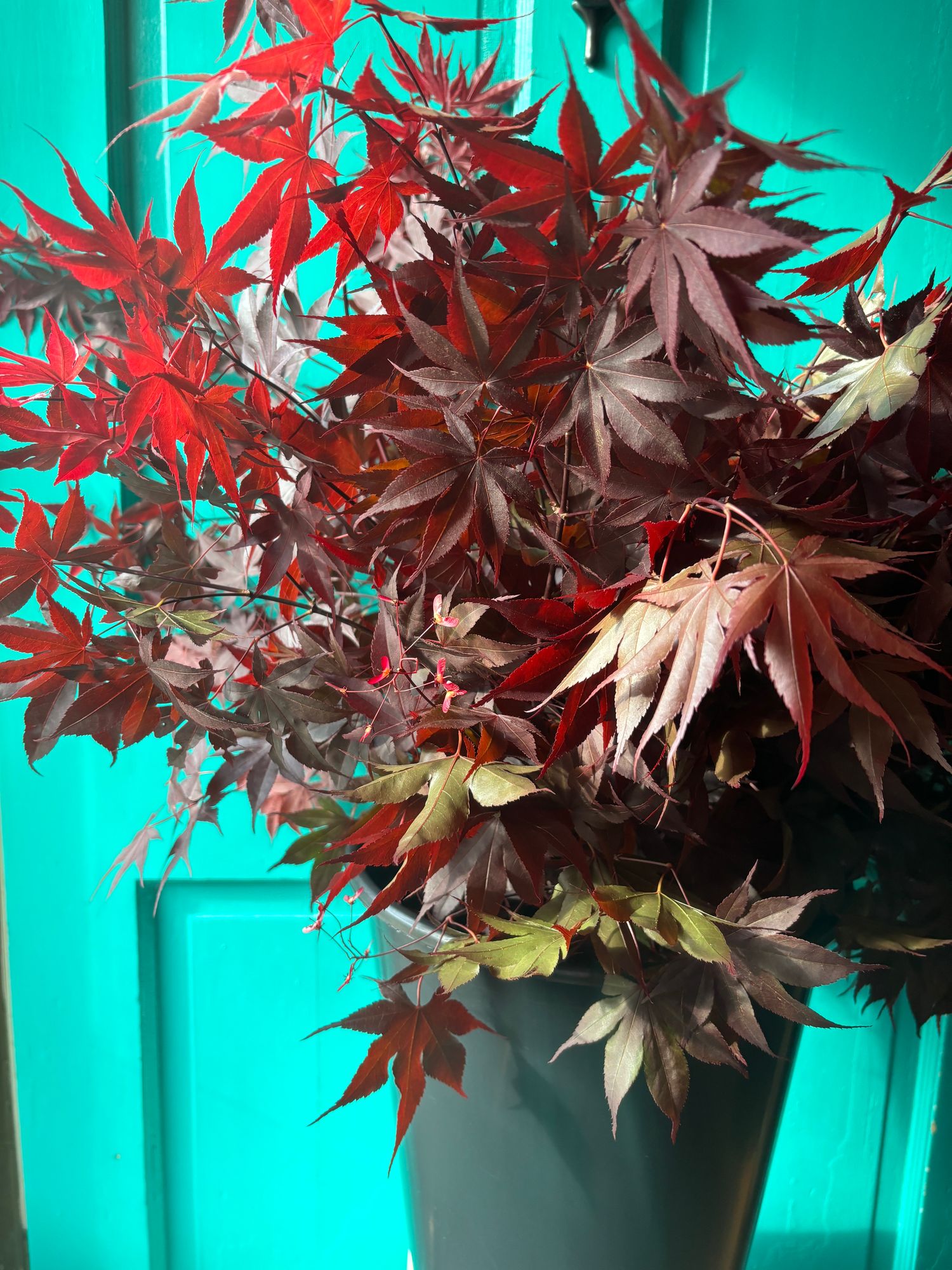 ACER palmatum