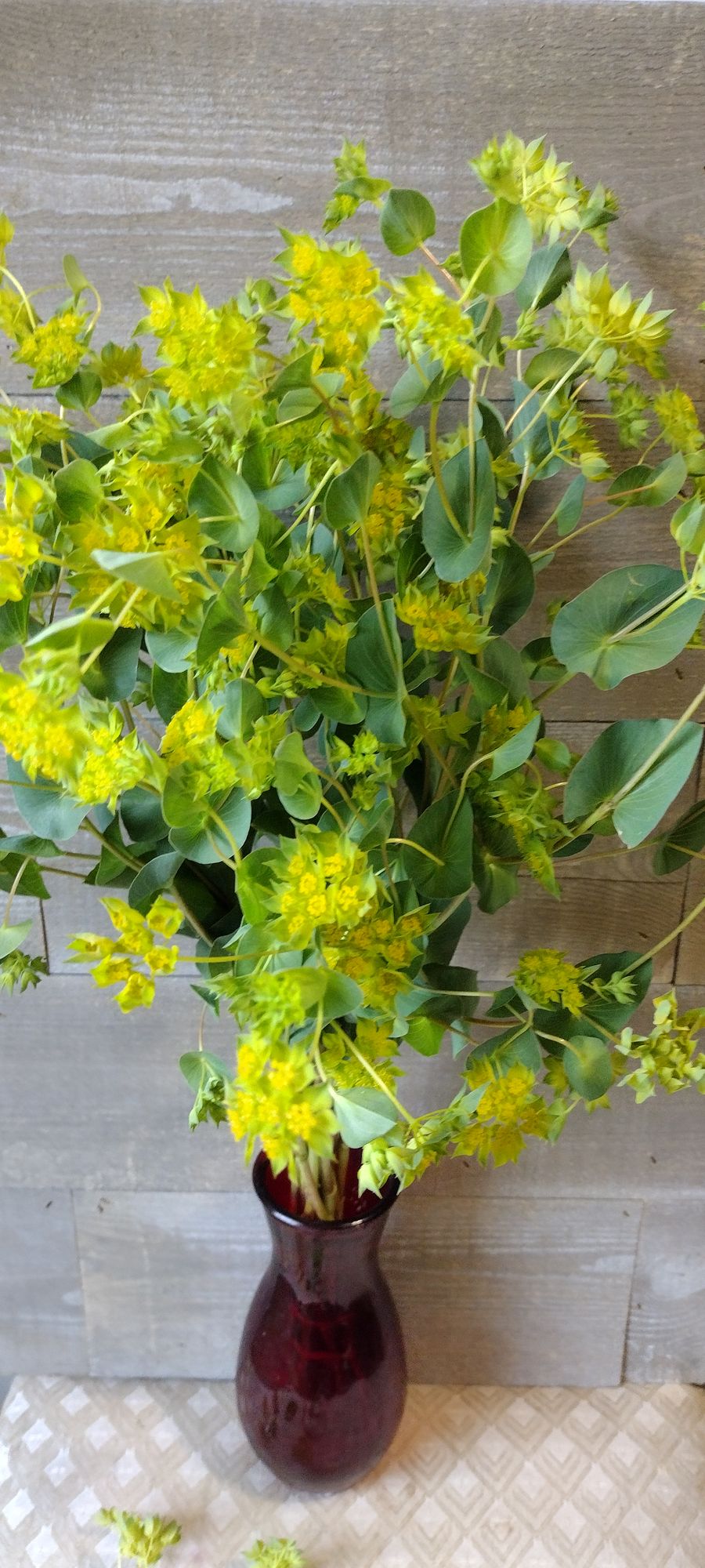BUPLEURUM fruticosum