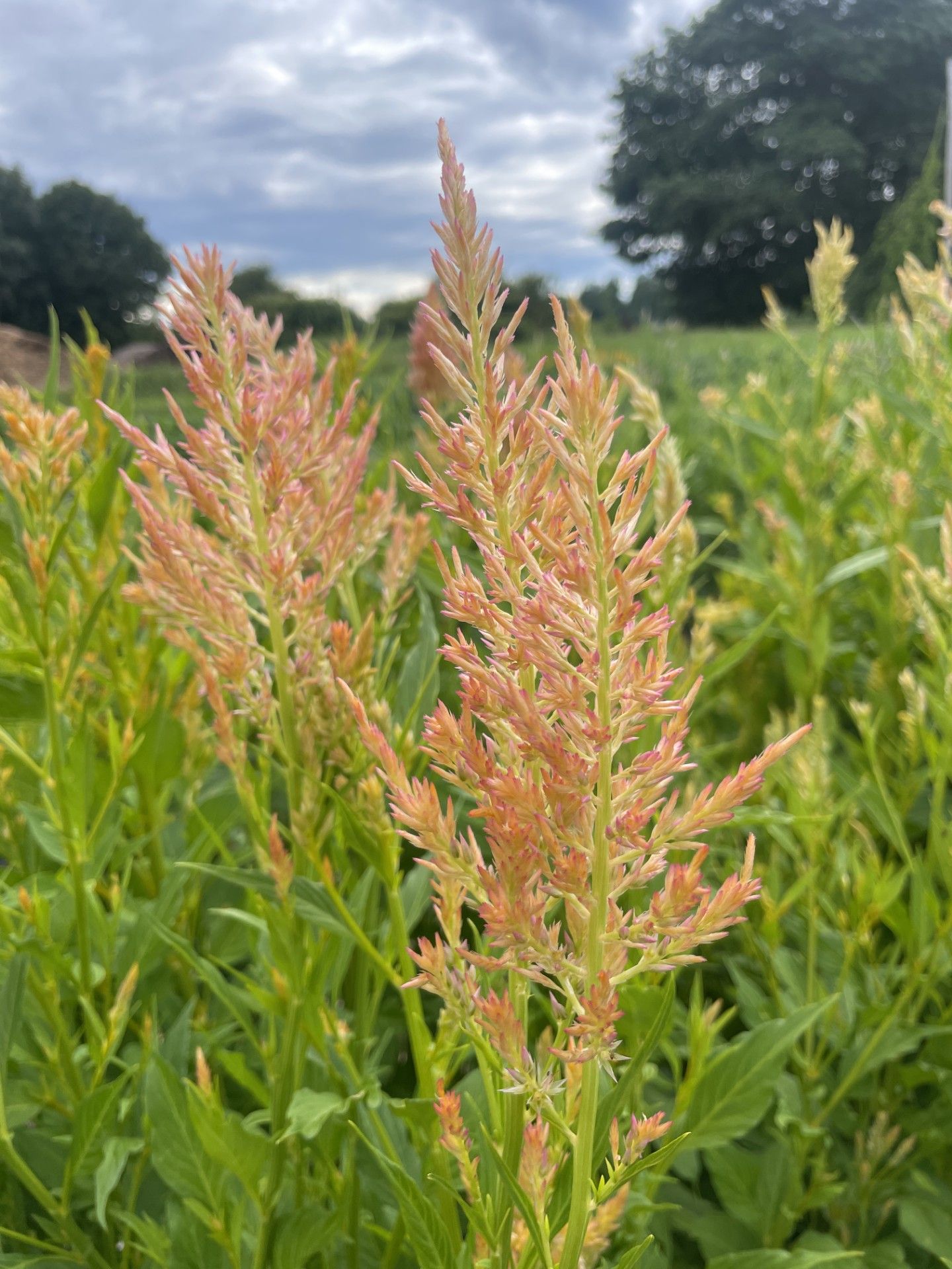 CELOSIA argentea