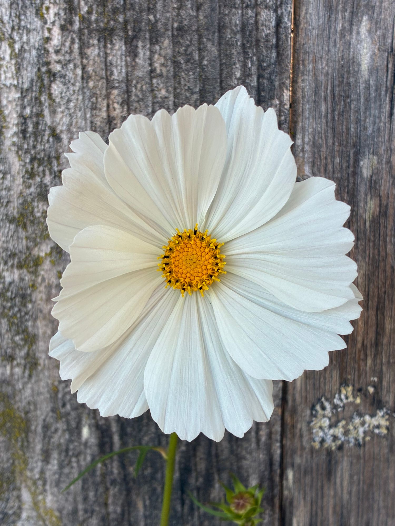 COSMOS bipinnatus Cupcakes