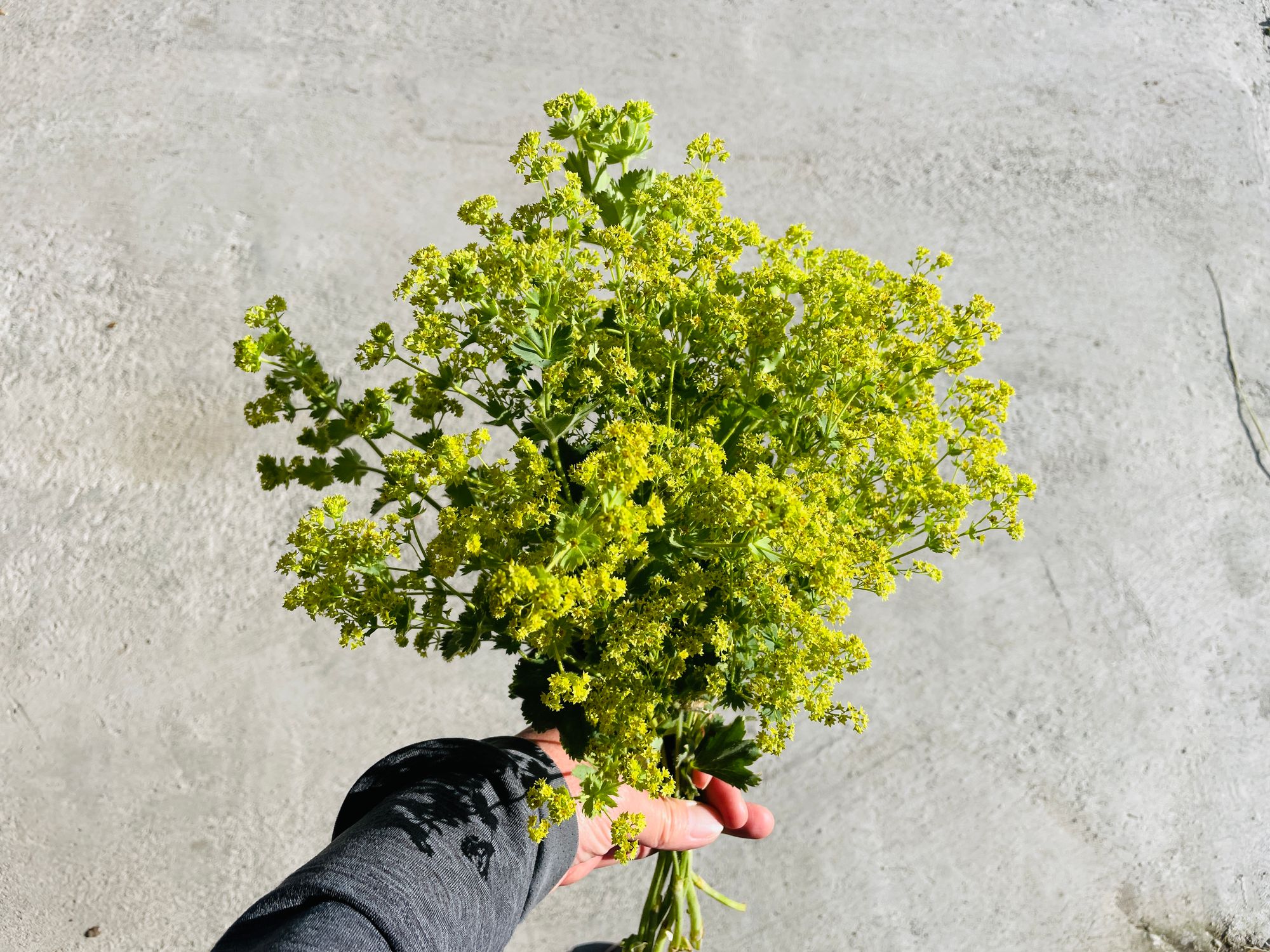 ALCHEMILLA mollis