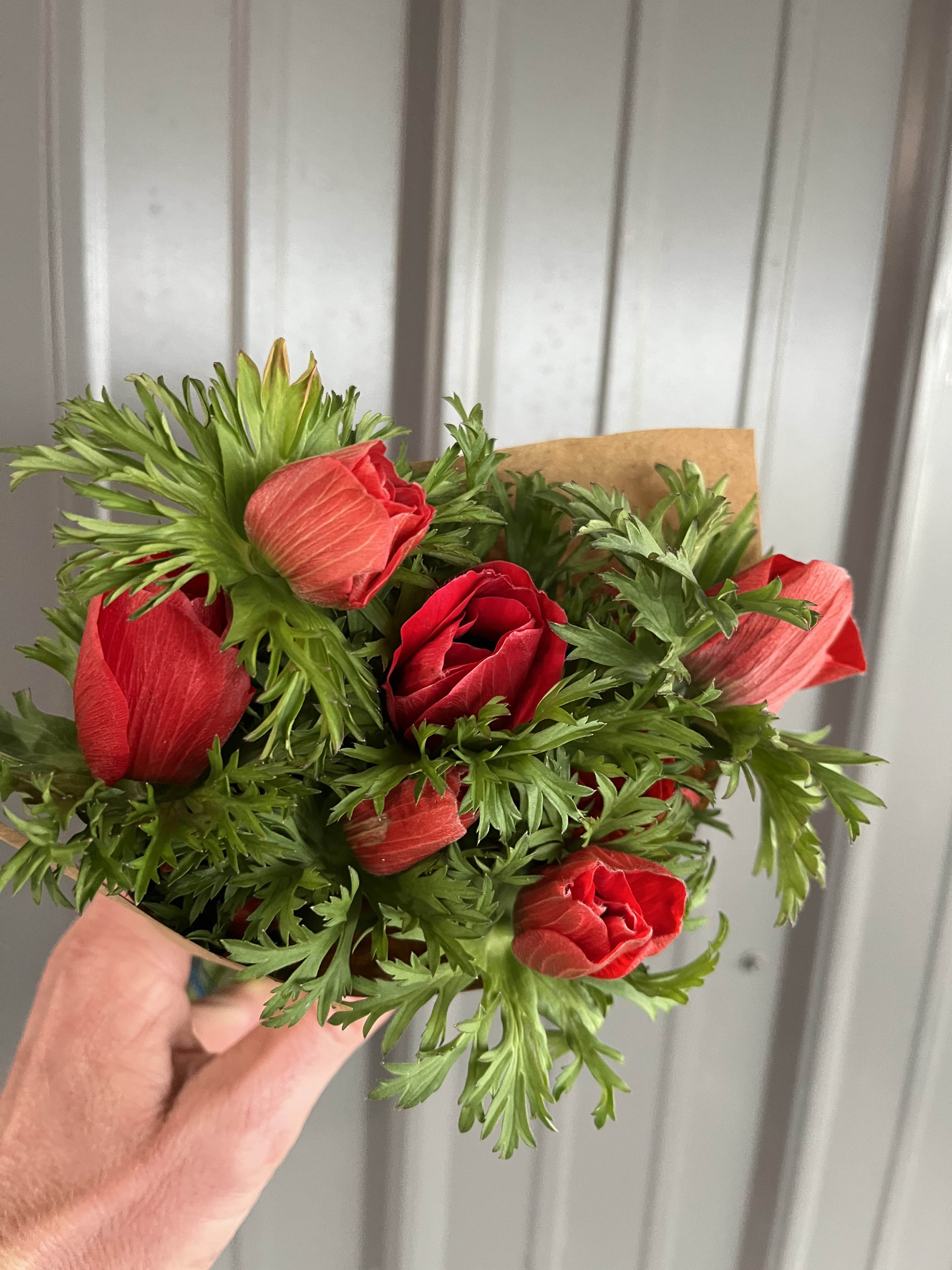 ANEMONE