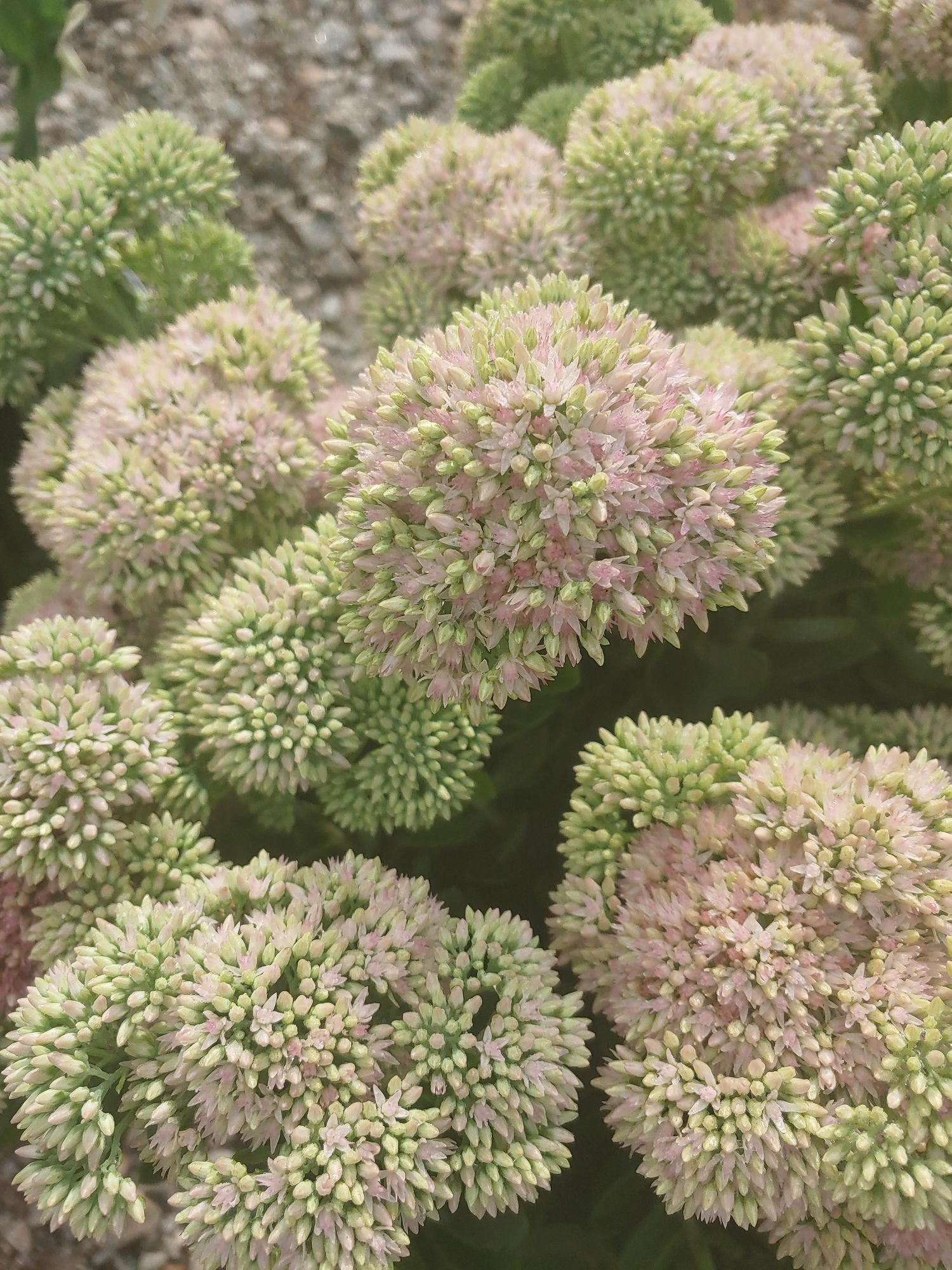HYLOTELEPHIUM spectabile Autumn Fire