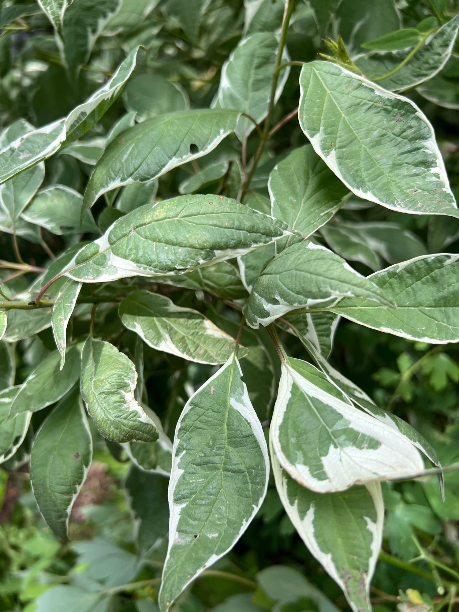 CORNUS alba Bailhalo