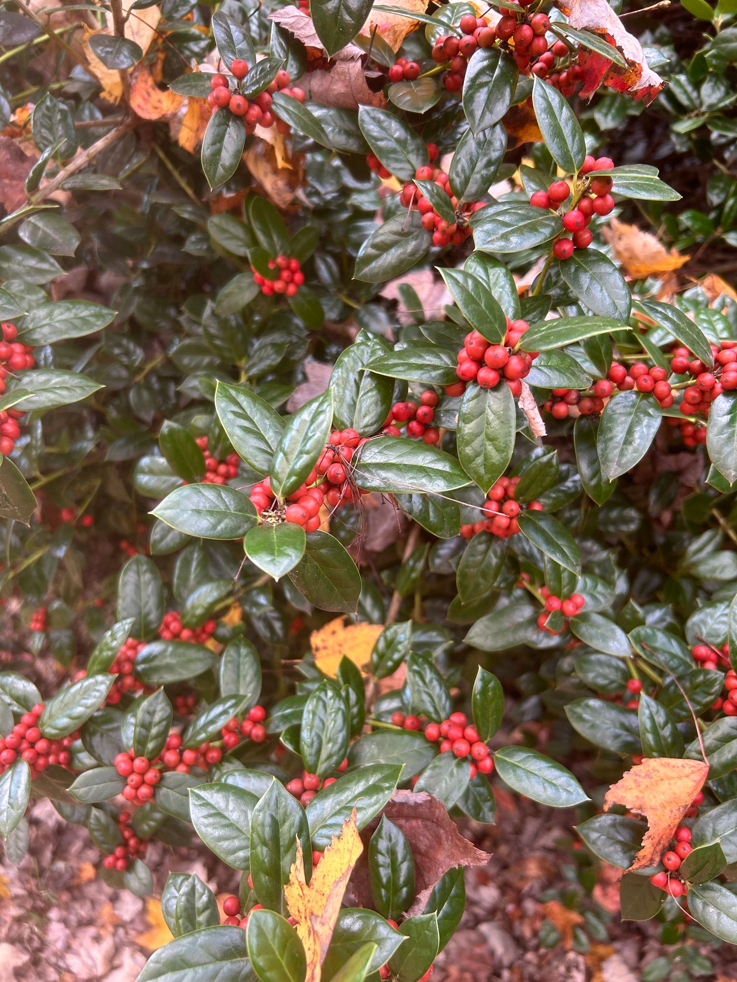 ILEX x meserveae