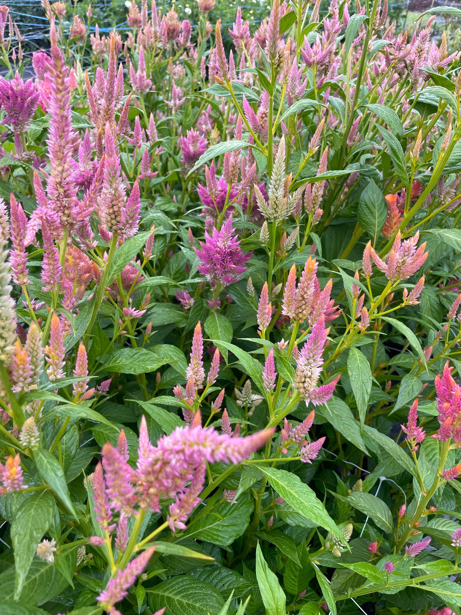 CELOSIA argentea var. plumosa Texas Plume Summer Sherbet