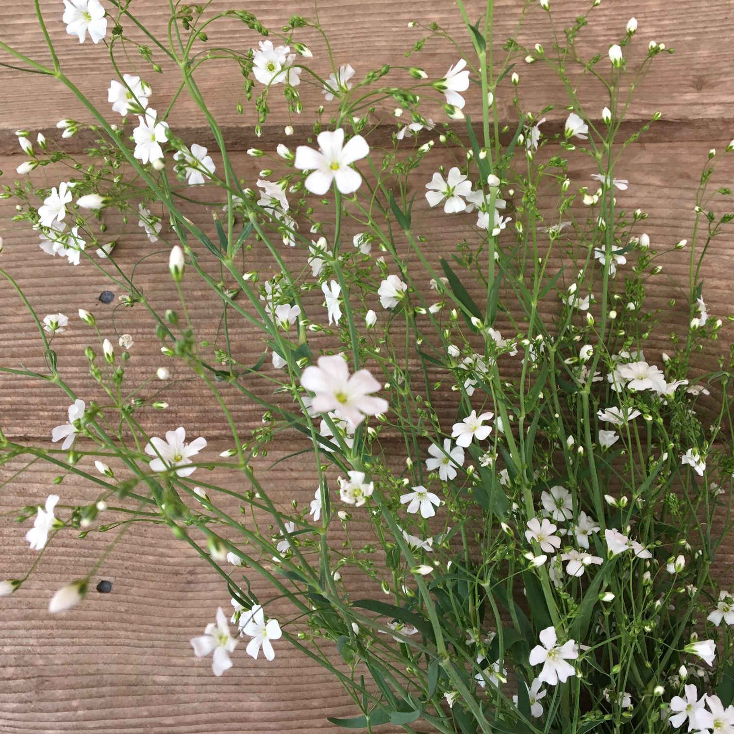 GYPSOPHILA elegans Covent Garden Market