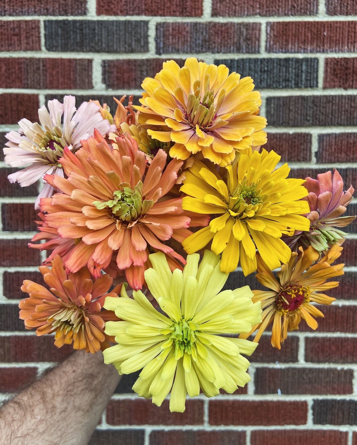 ZINNIA elegans Agave