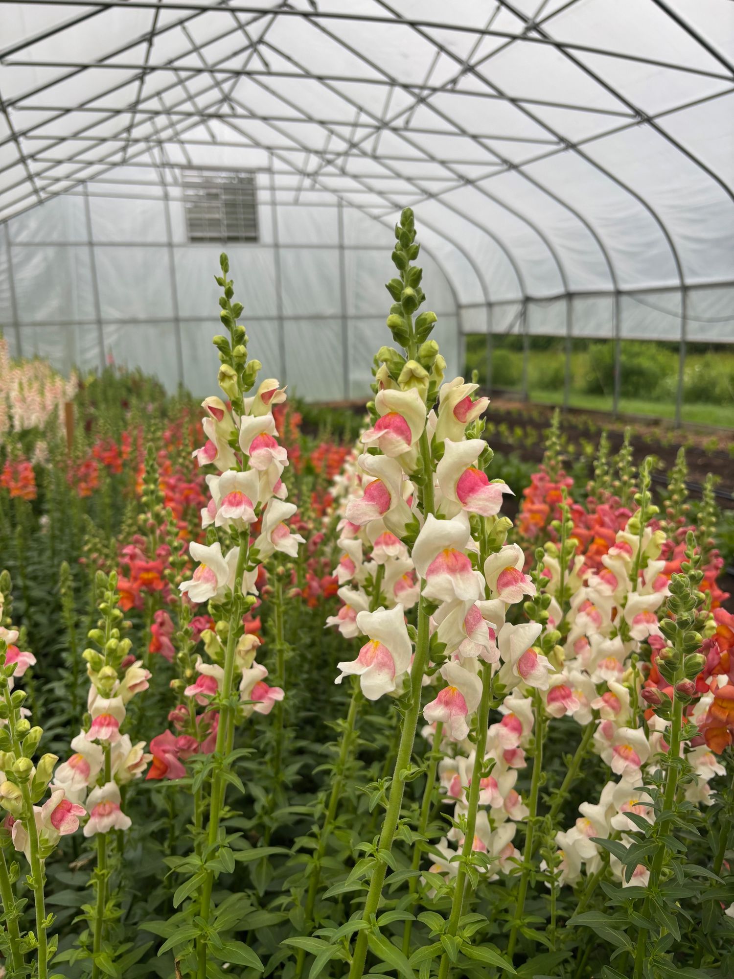 ANTIRRHINUM majus Potomac Appleblossom