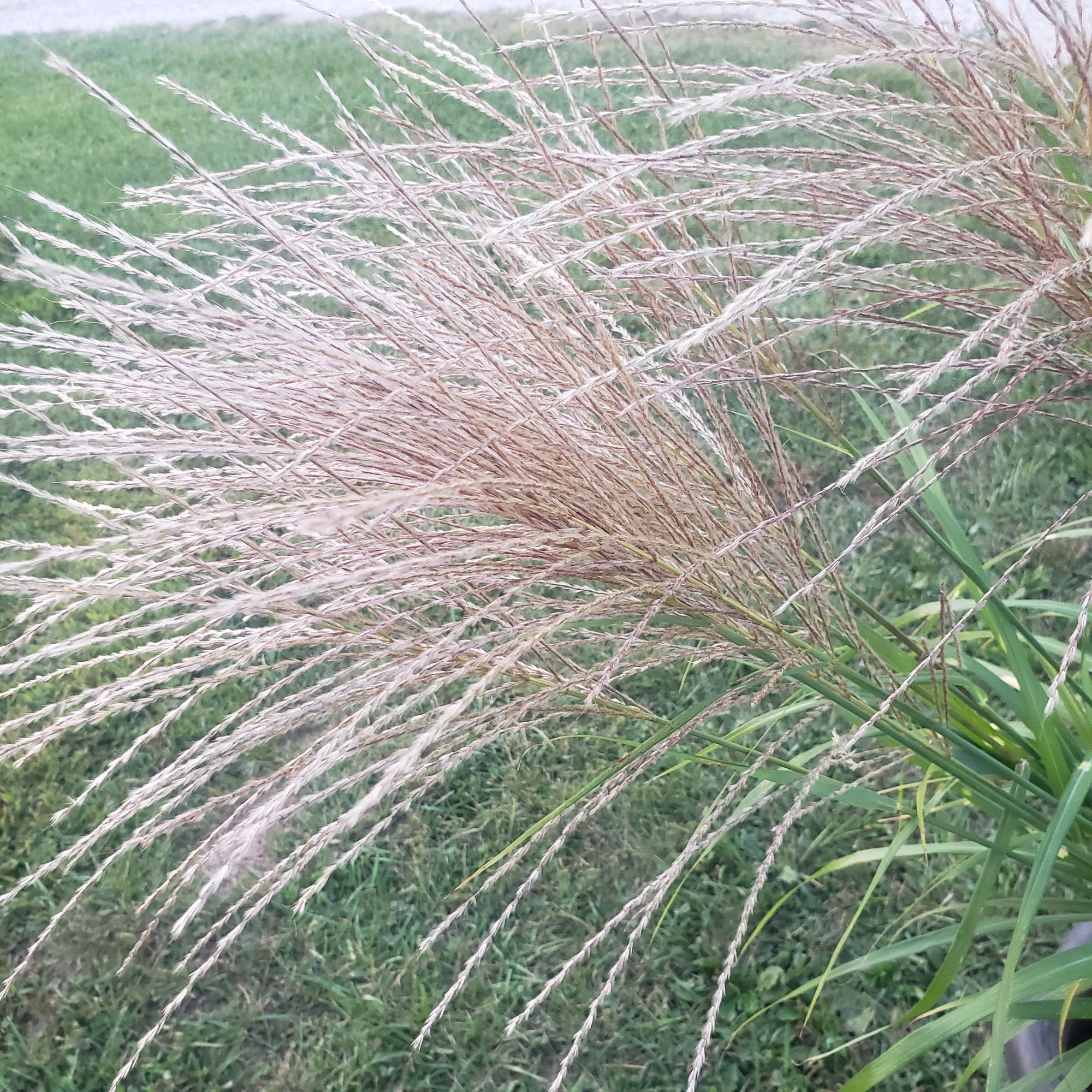 ORNAMENTAL GRASS