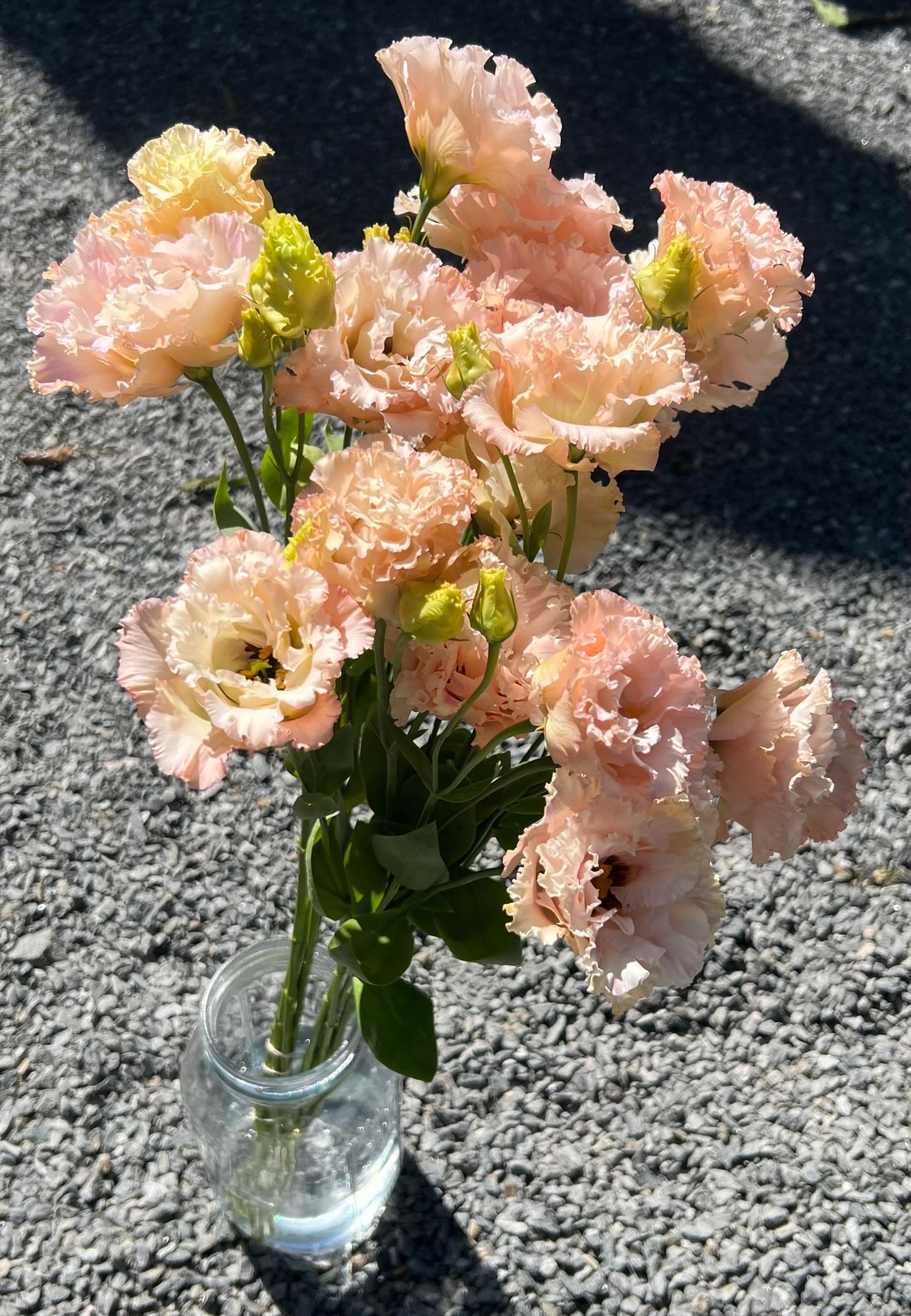 EUSTOMA grandiflorum