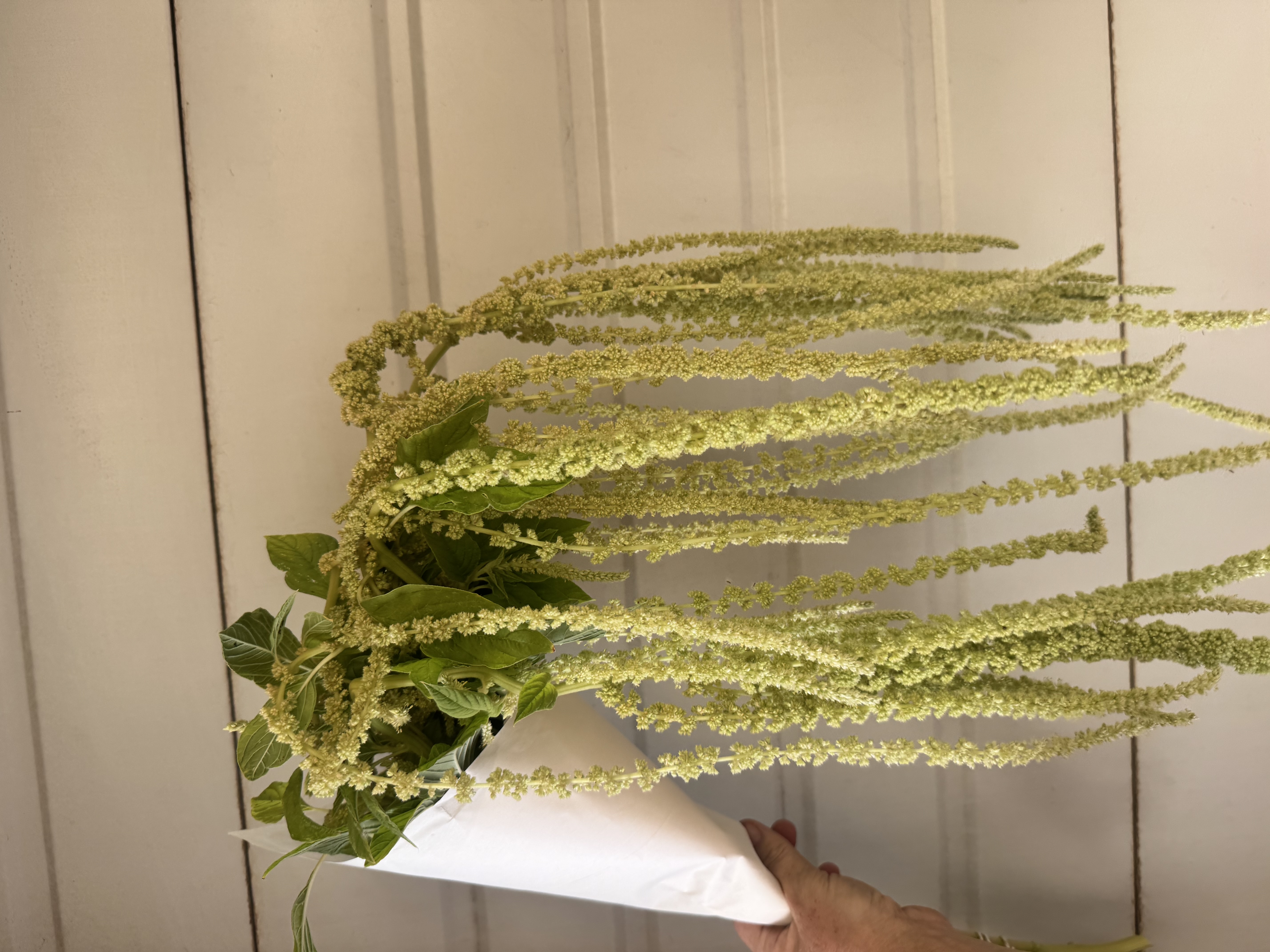 AMARANTHUS