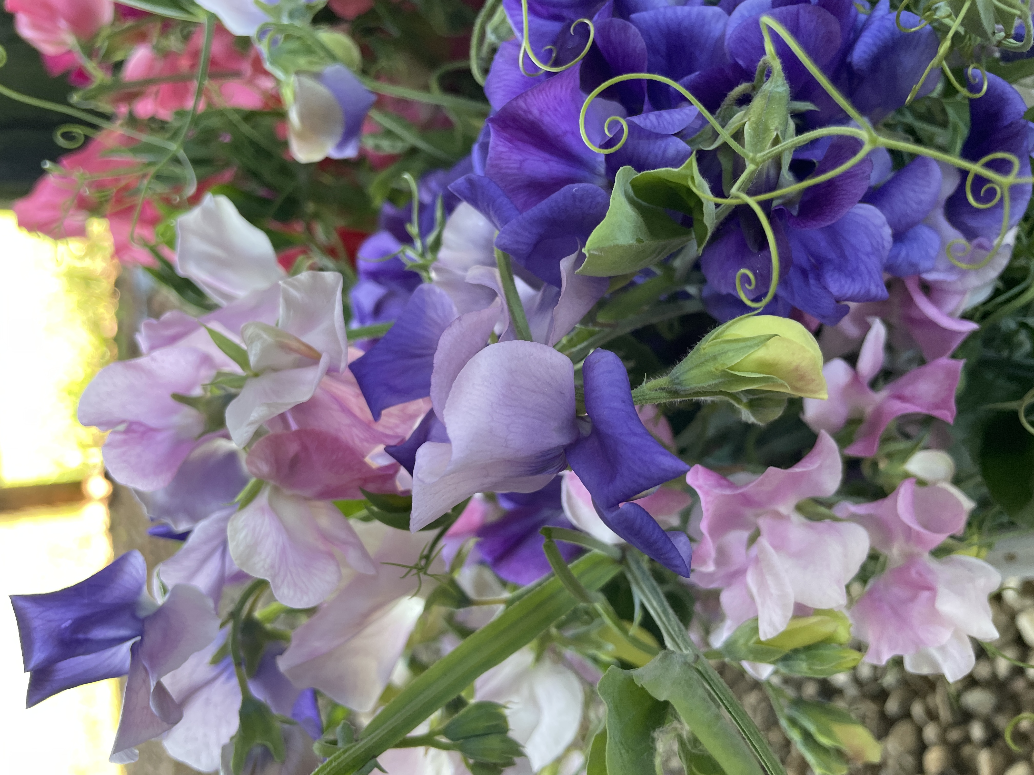 LATHYRUS odoratus Enchante