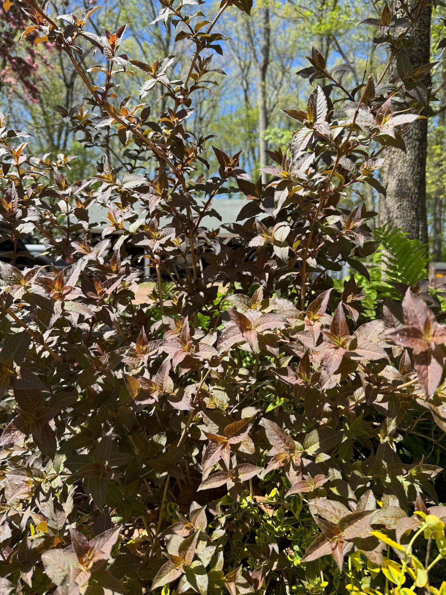 DIERVILLA