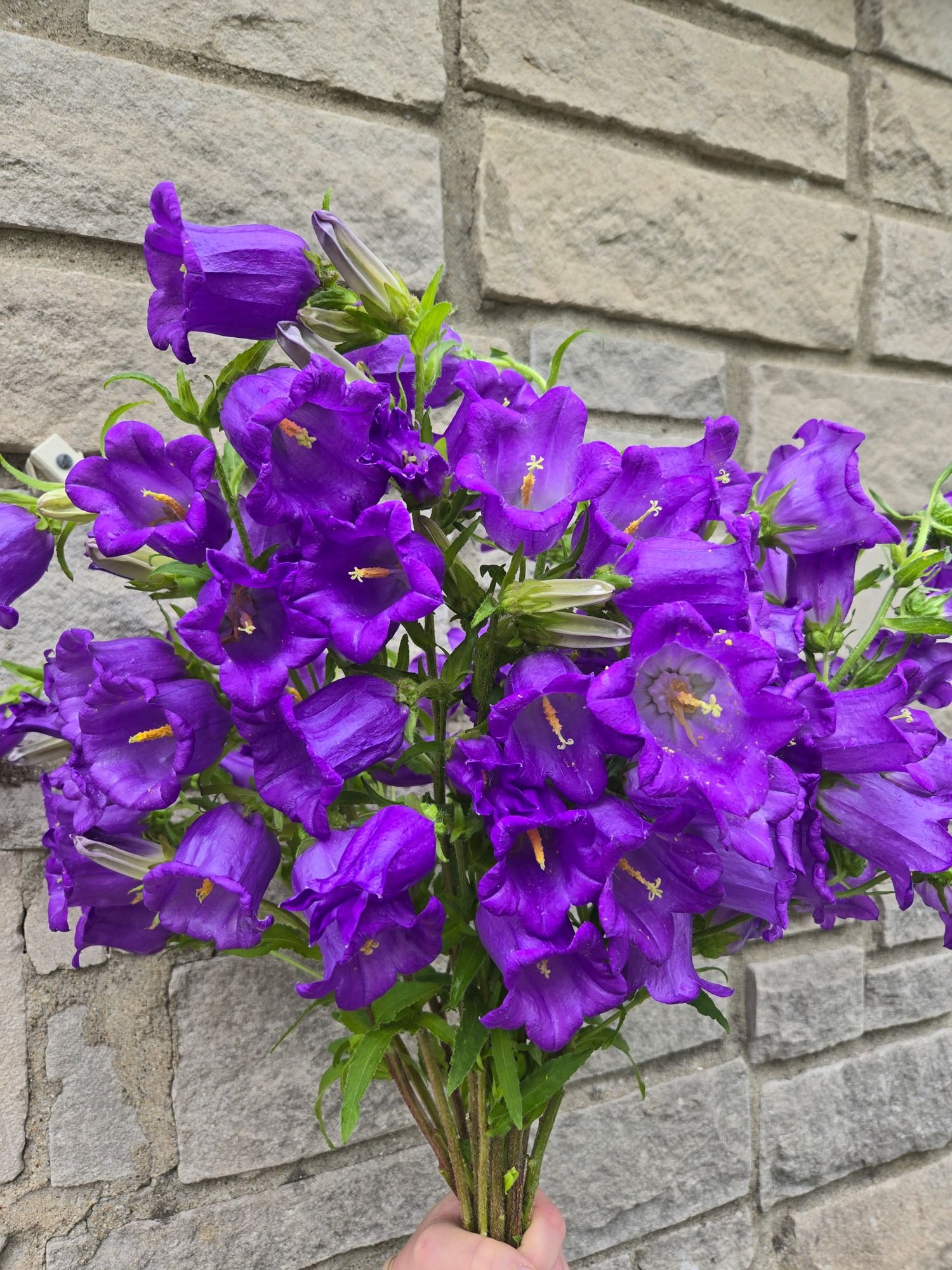 CAMPANULA medium Champion Lavender