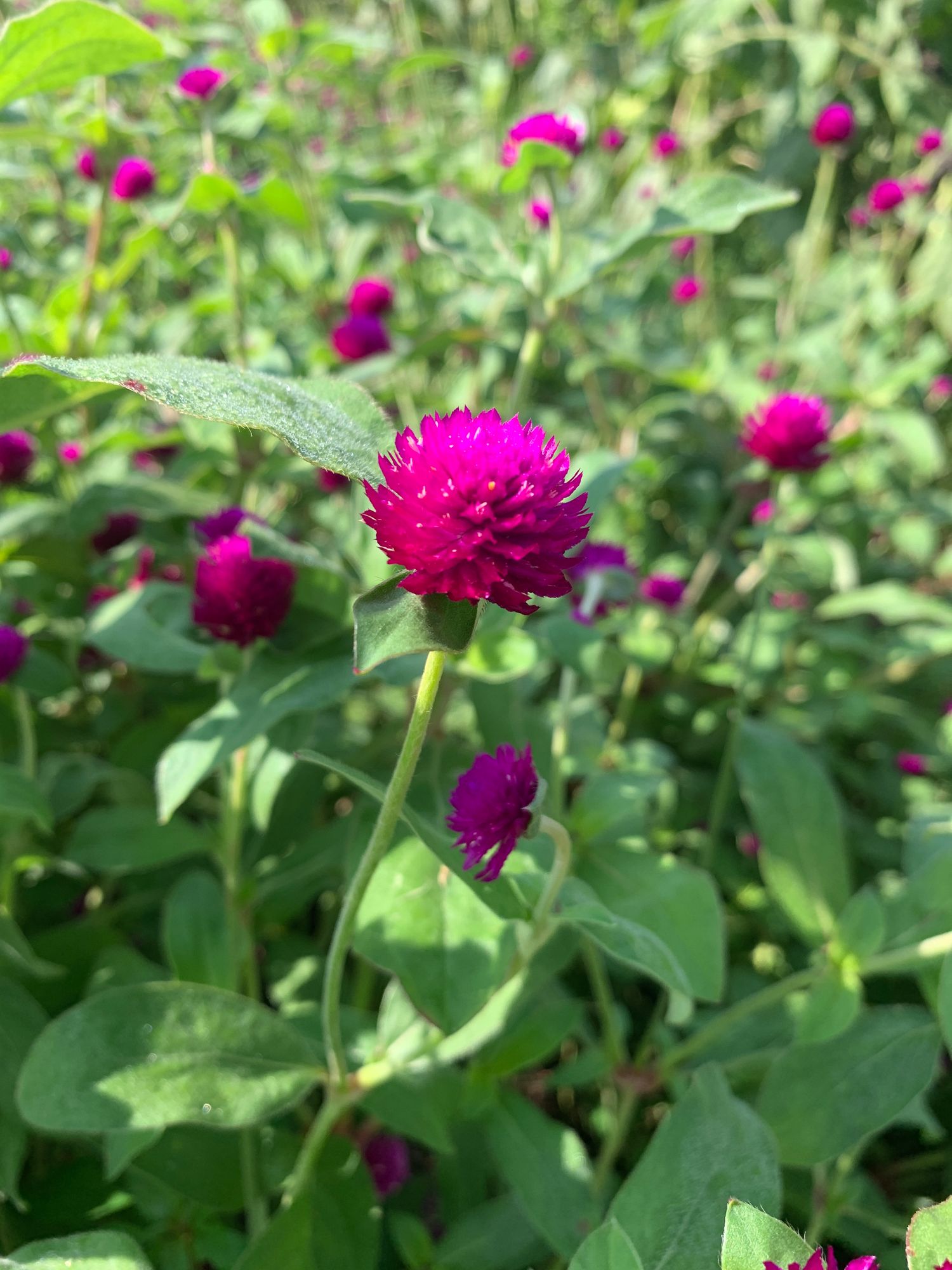 GOMPHRENA globosa