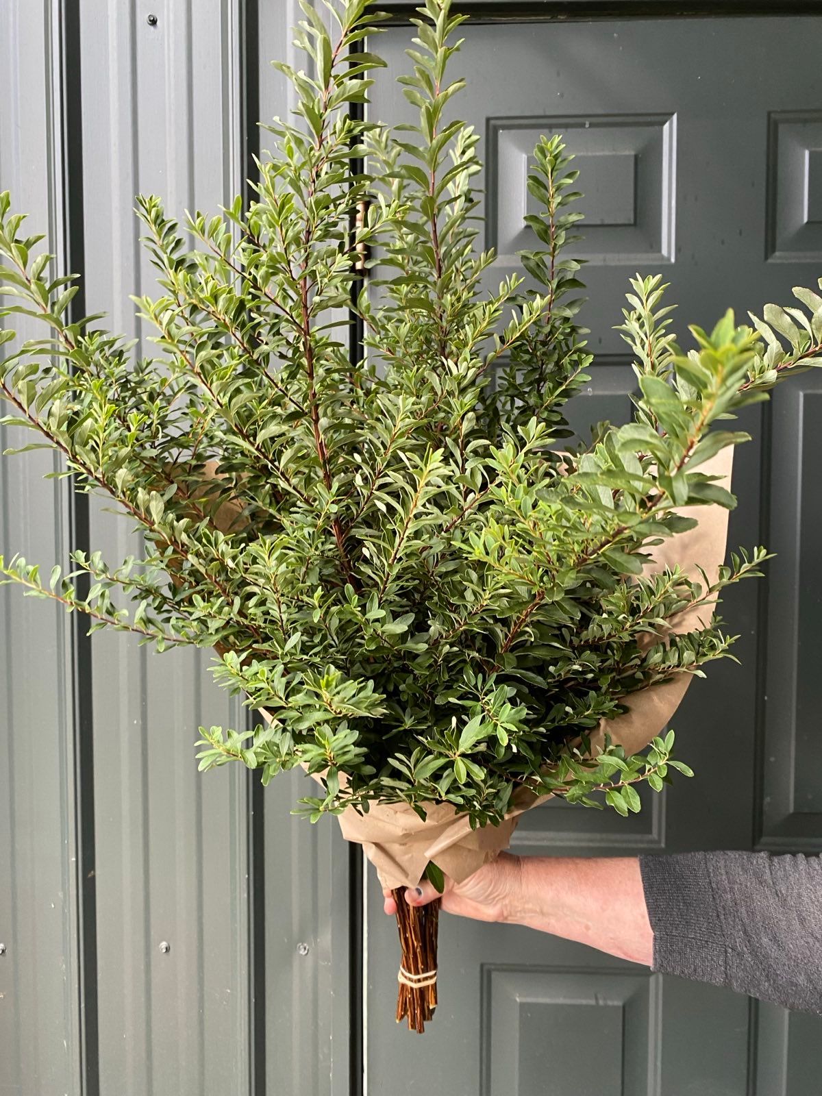 SPIRAEA