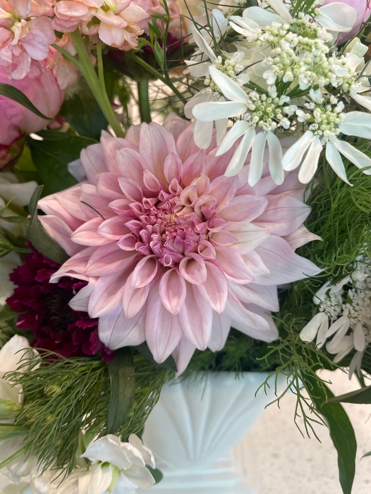 DAHLIA KA Mocha Jake
