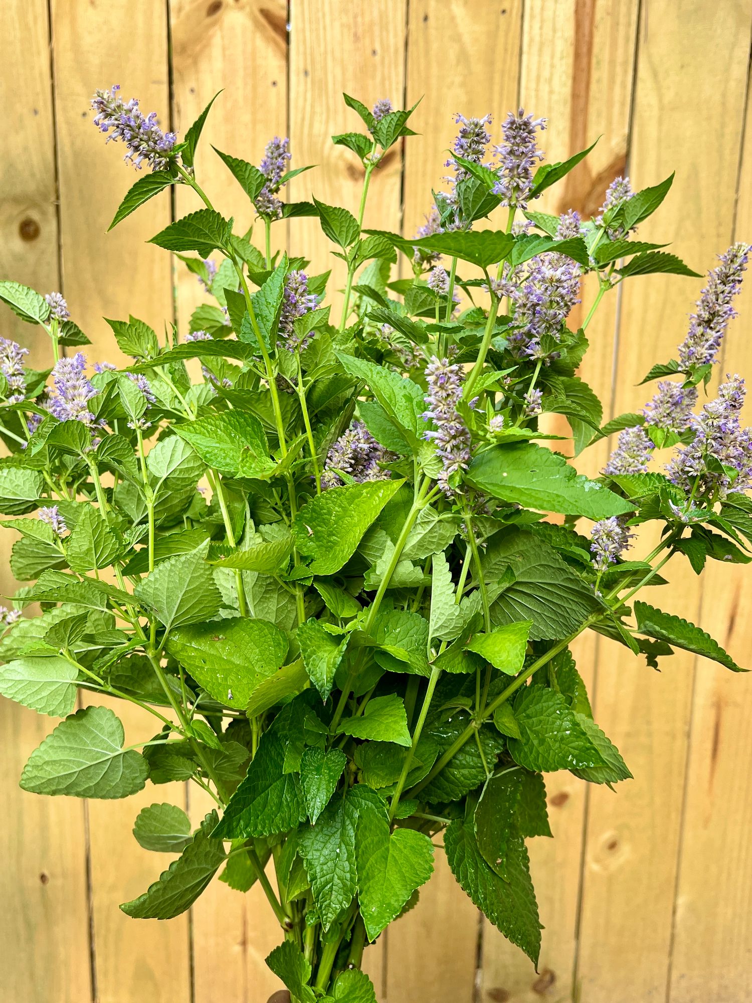 AGASTACHE x Astello Indigo