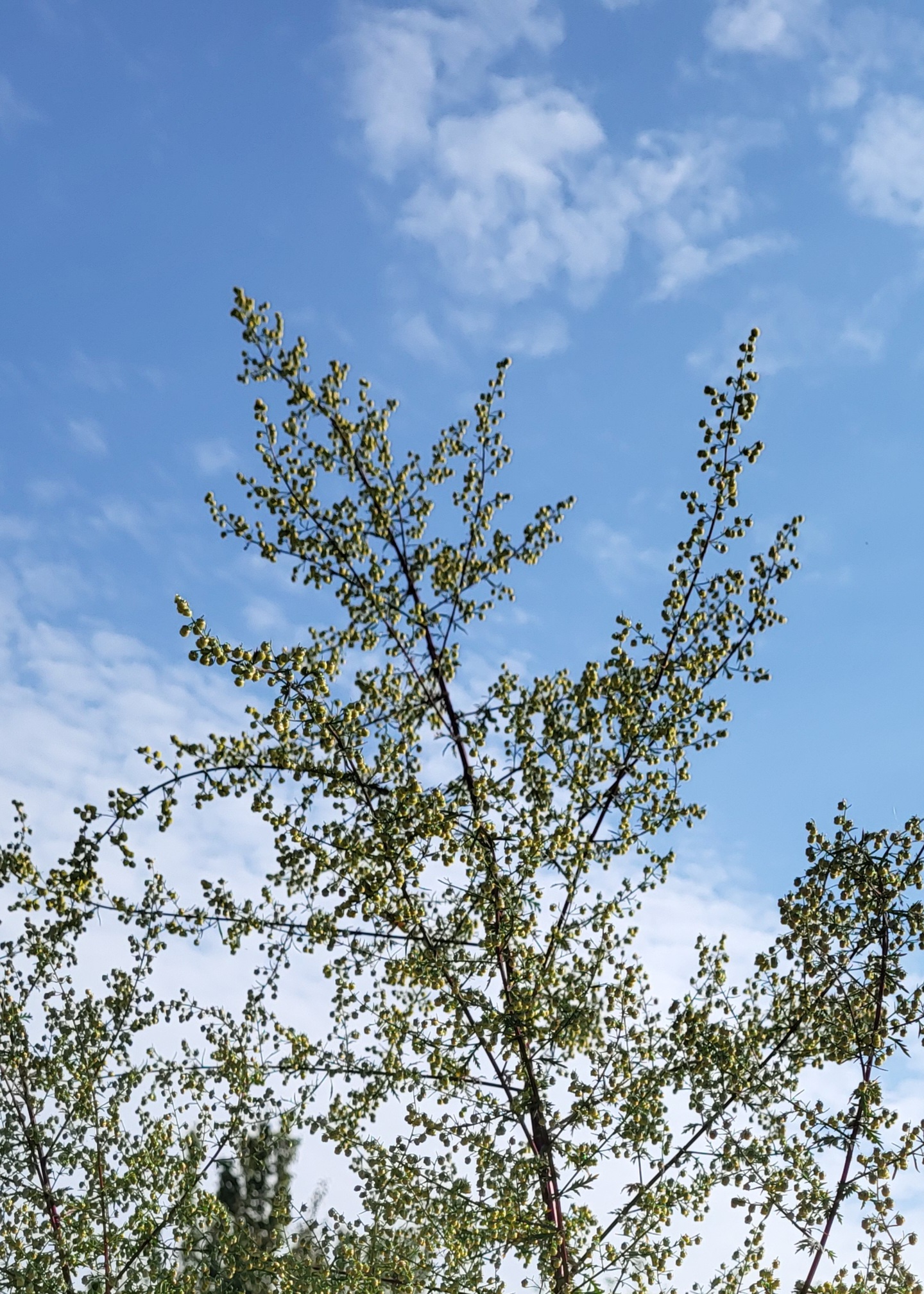 ARTEMISIA annua
