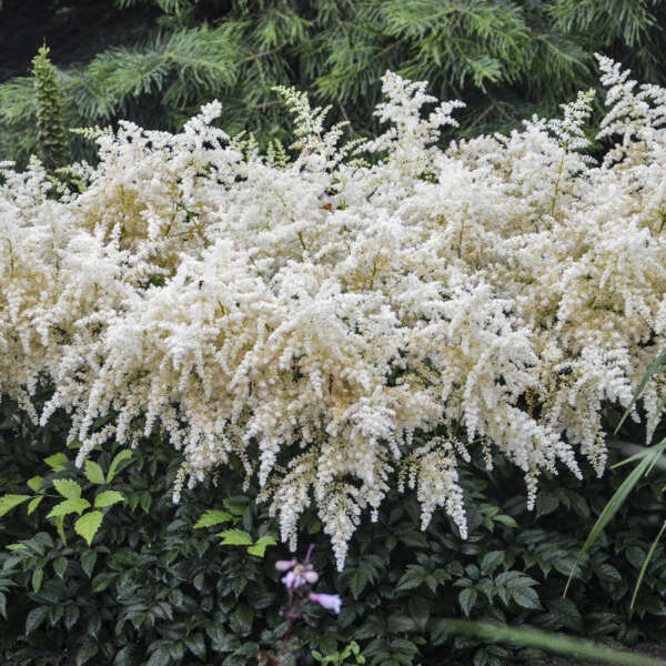 Potted plant: Astilbe 'Bridal Veil'