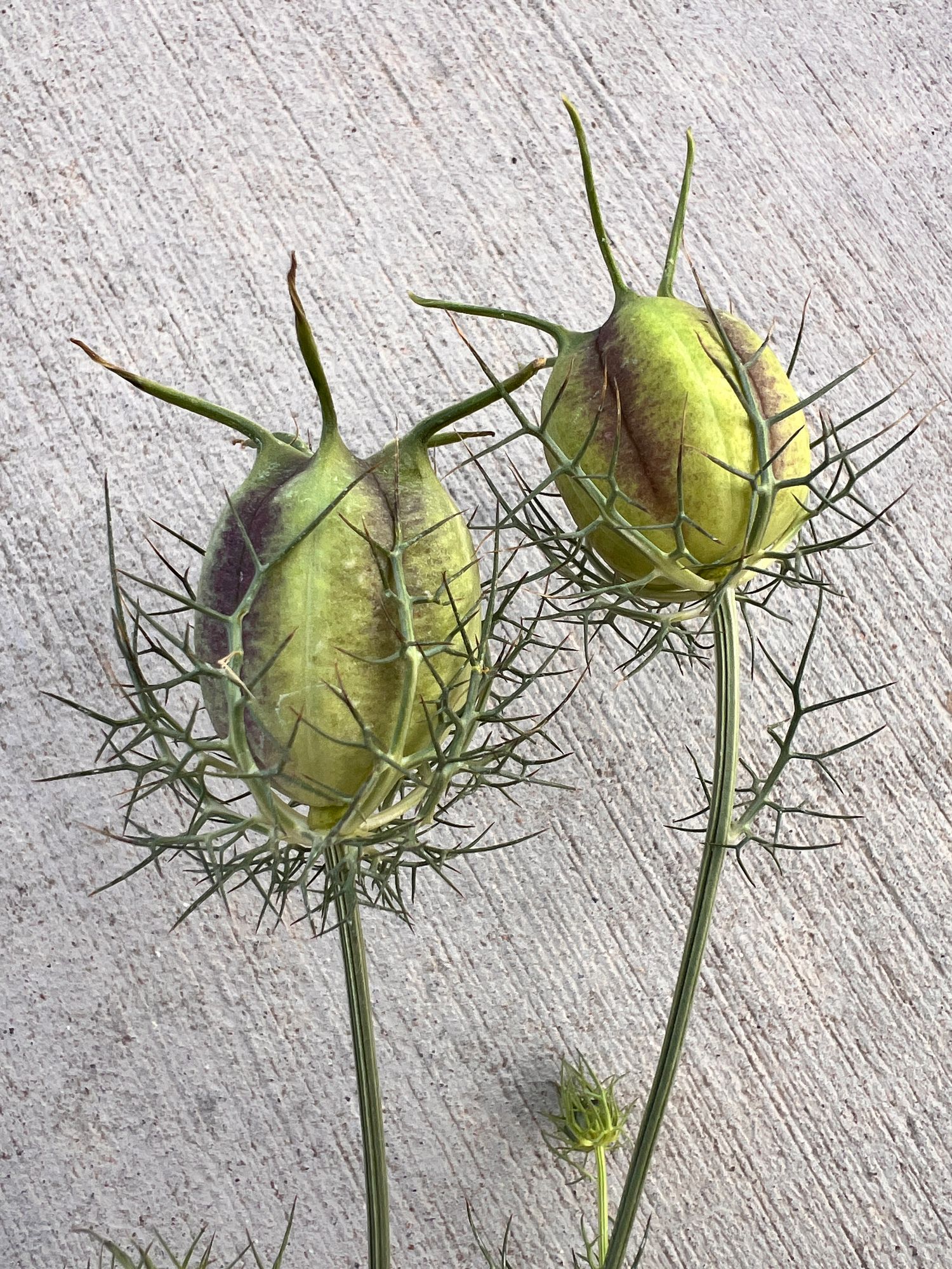 NIGELLA damascena Moody Blues