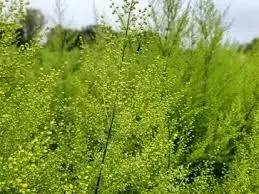 ARTEMISIA annua