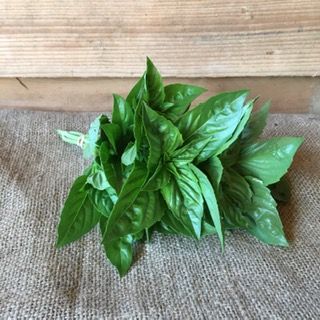 Herb, Basil, Genovese